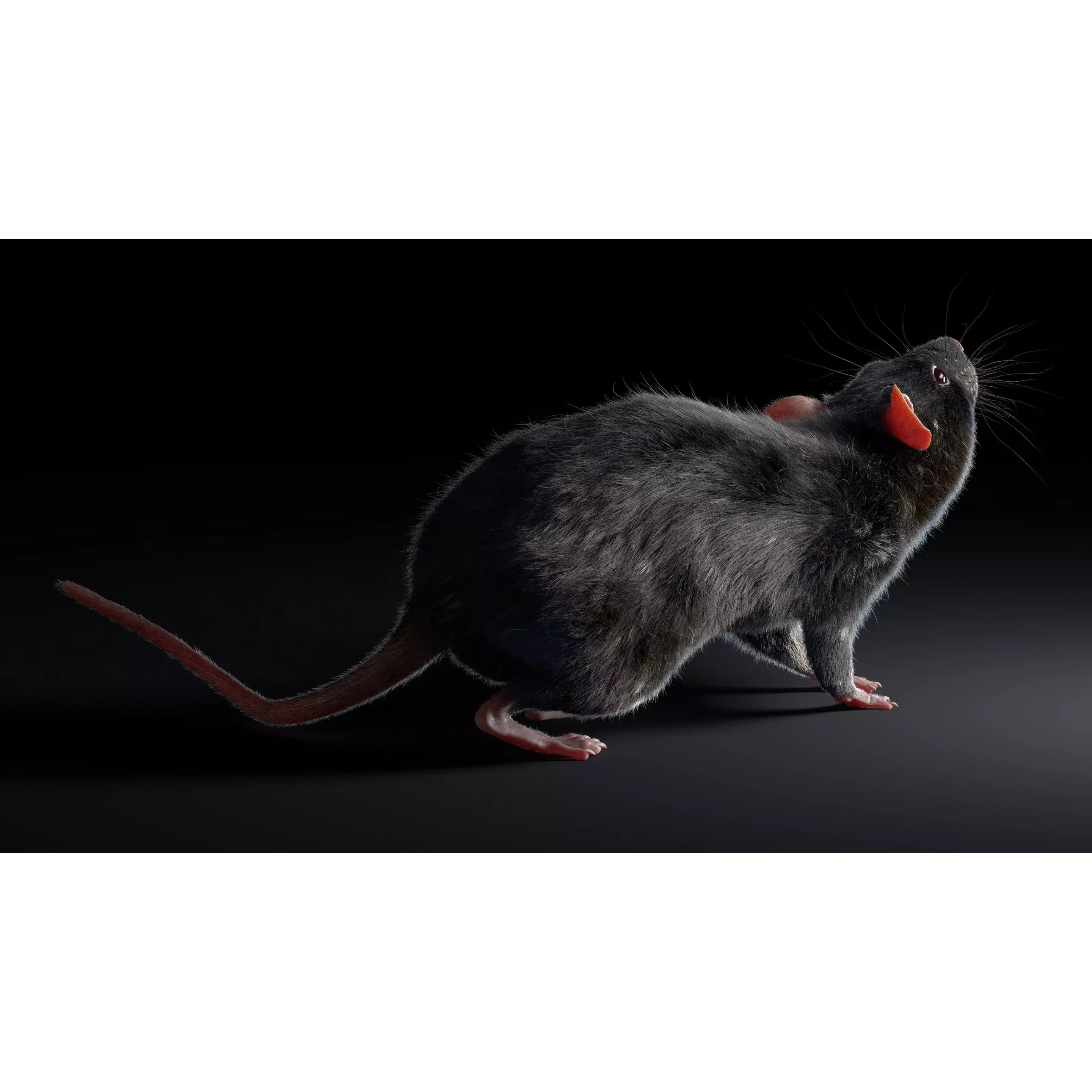 Rat Fur Rigged Black 3D model 5
