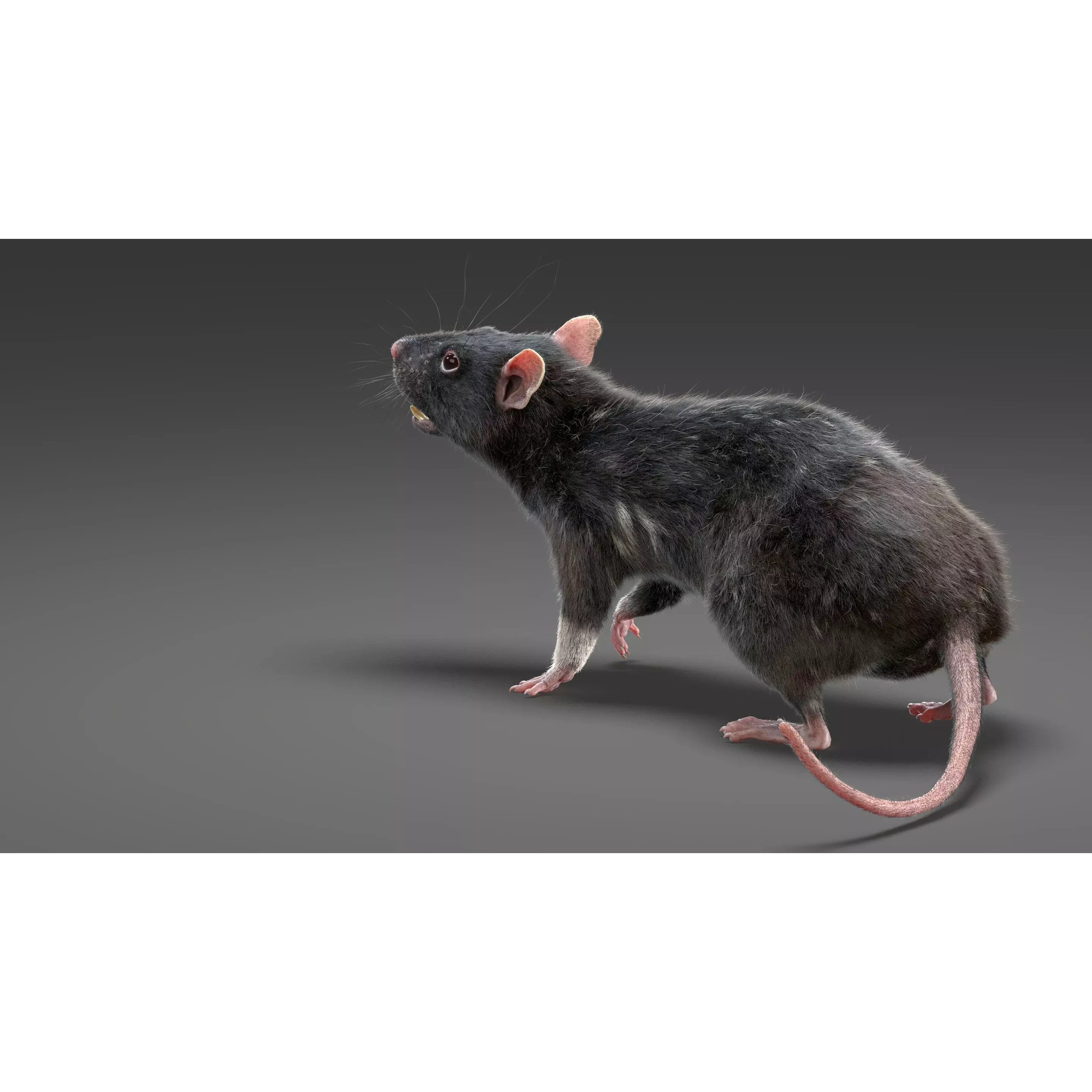 Rat Fur Rigged Black 3D model 6