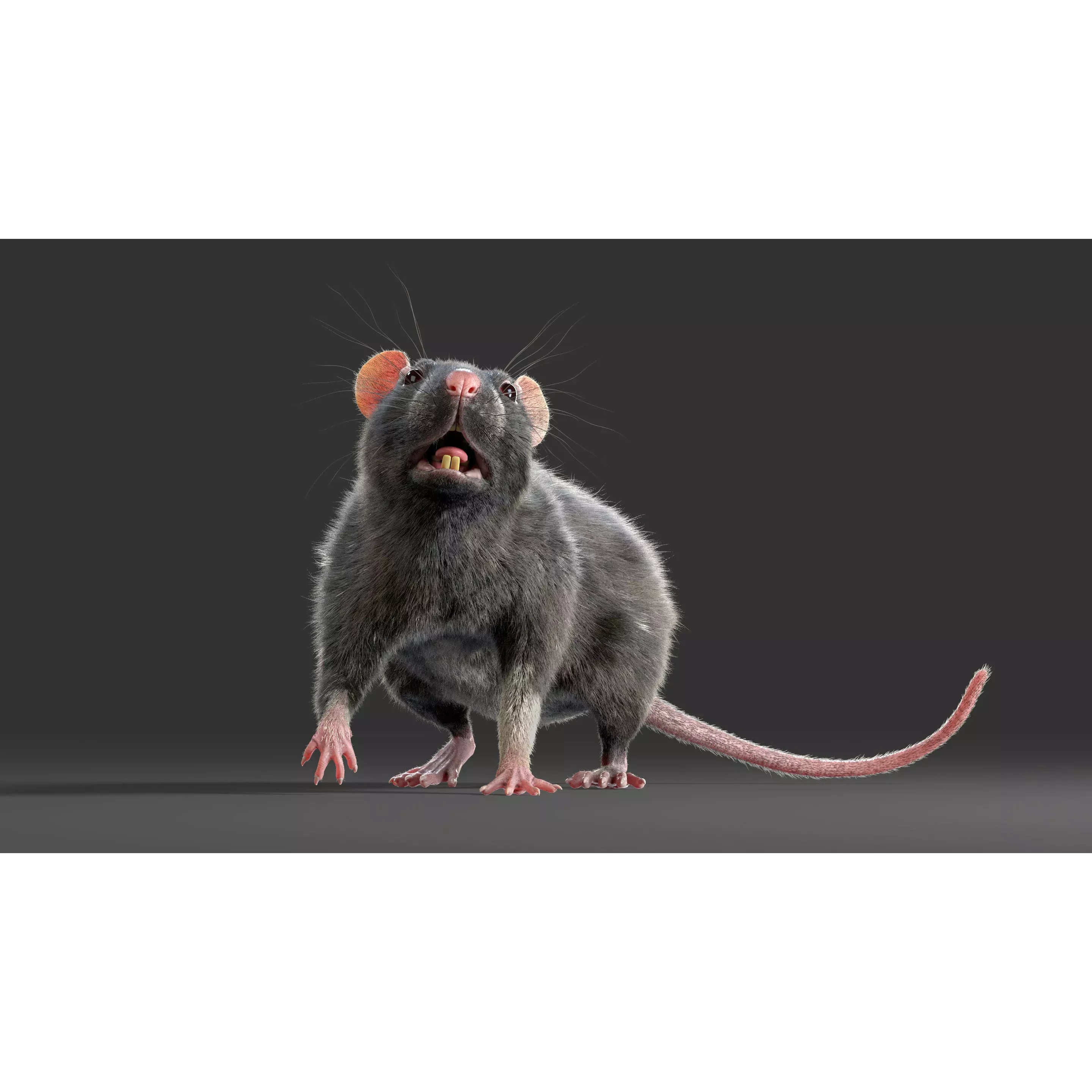 Rat Fur Rigged Black 3D model 7