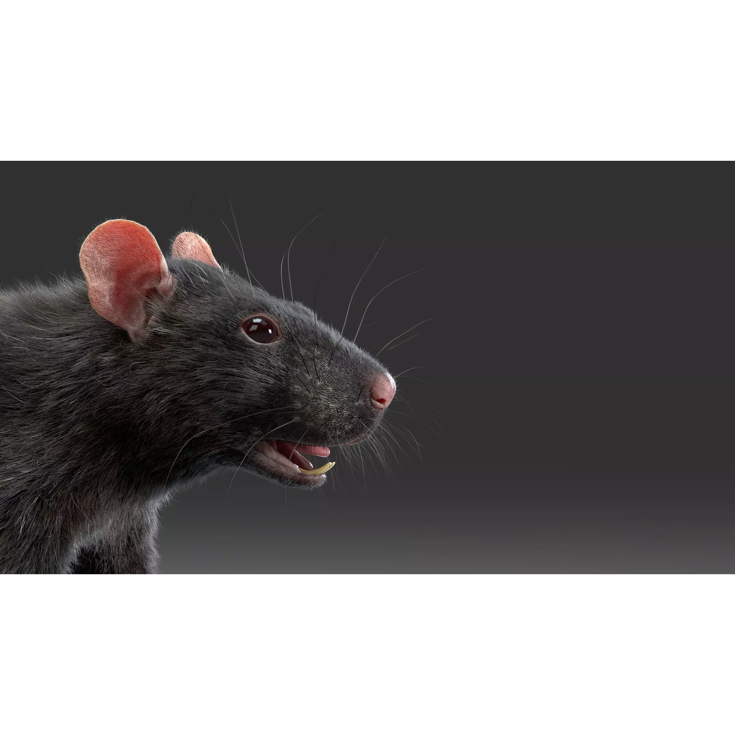 Rat Fur Rigged Black 3D model 8