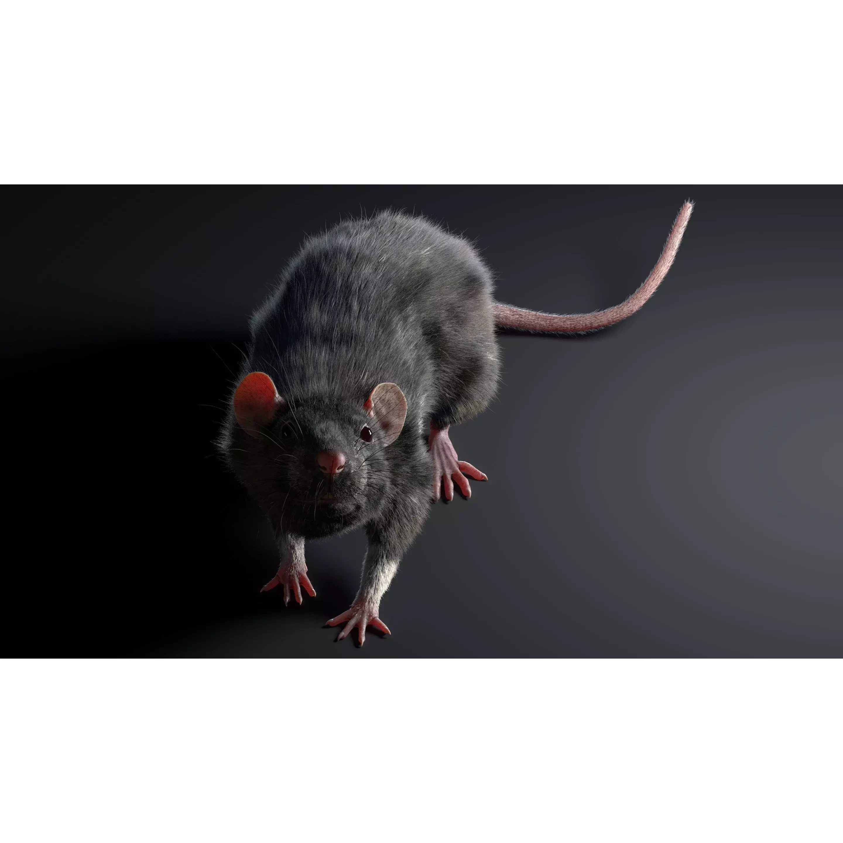 Rat Fur Rigged Black 3D model 9