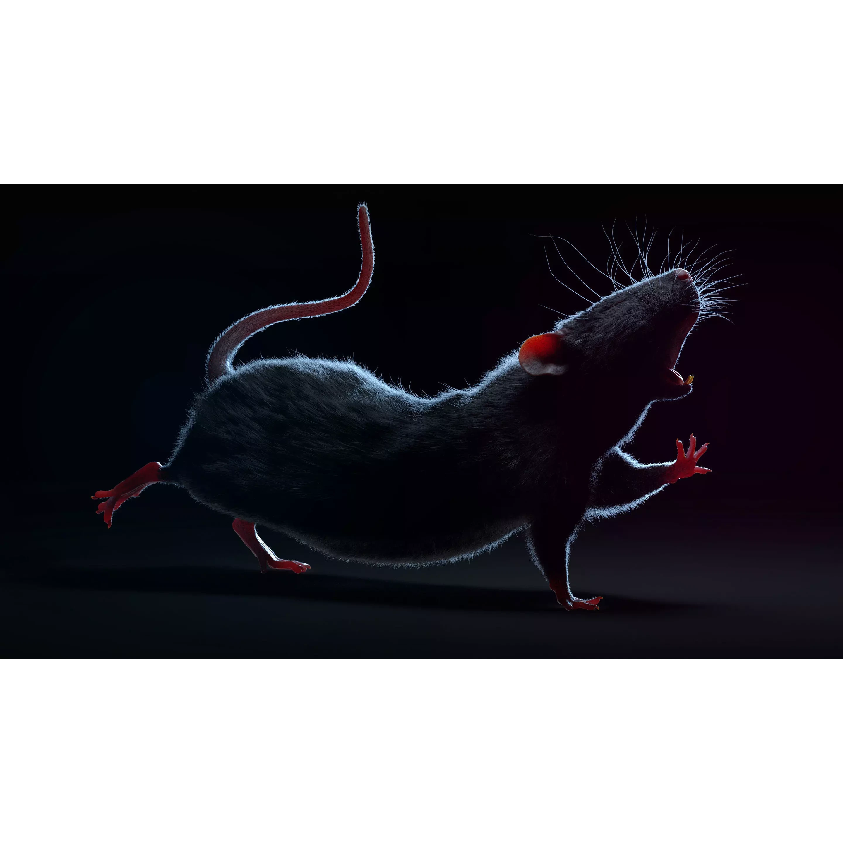 Rat Fur Rigged Black 3D model 10