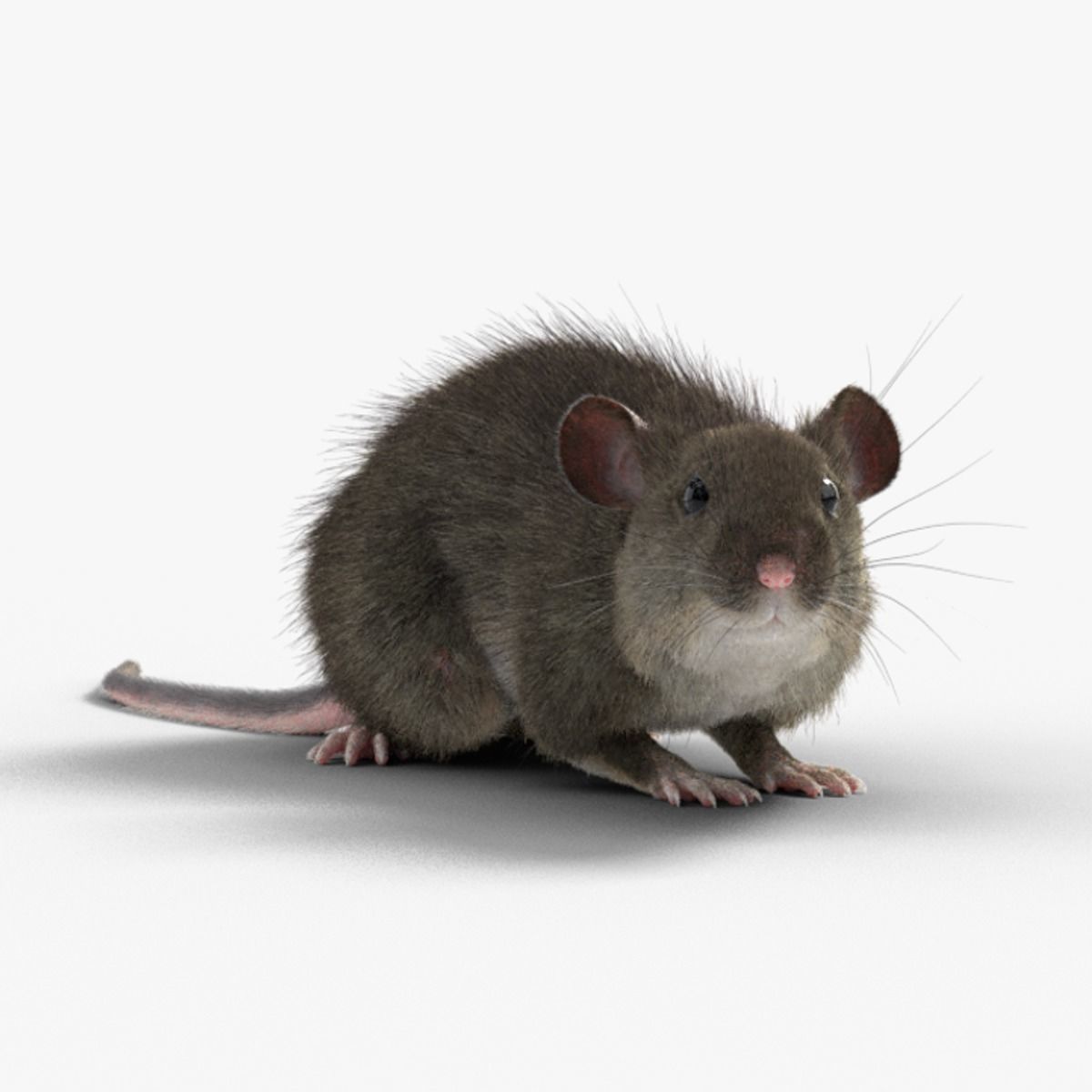 Rat Mouse Animated VFX Grace 3D model 6