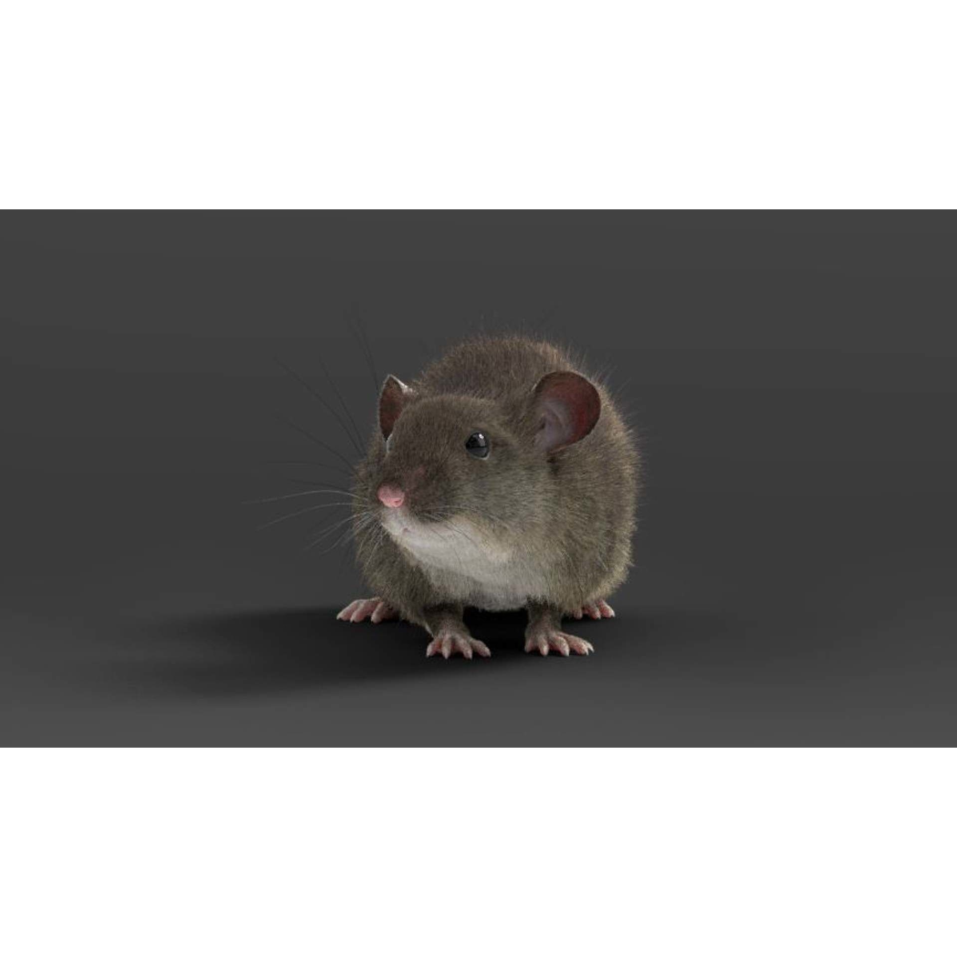Rat Mouse Animated VFX Grace 3D model 7