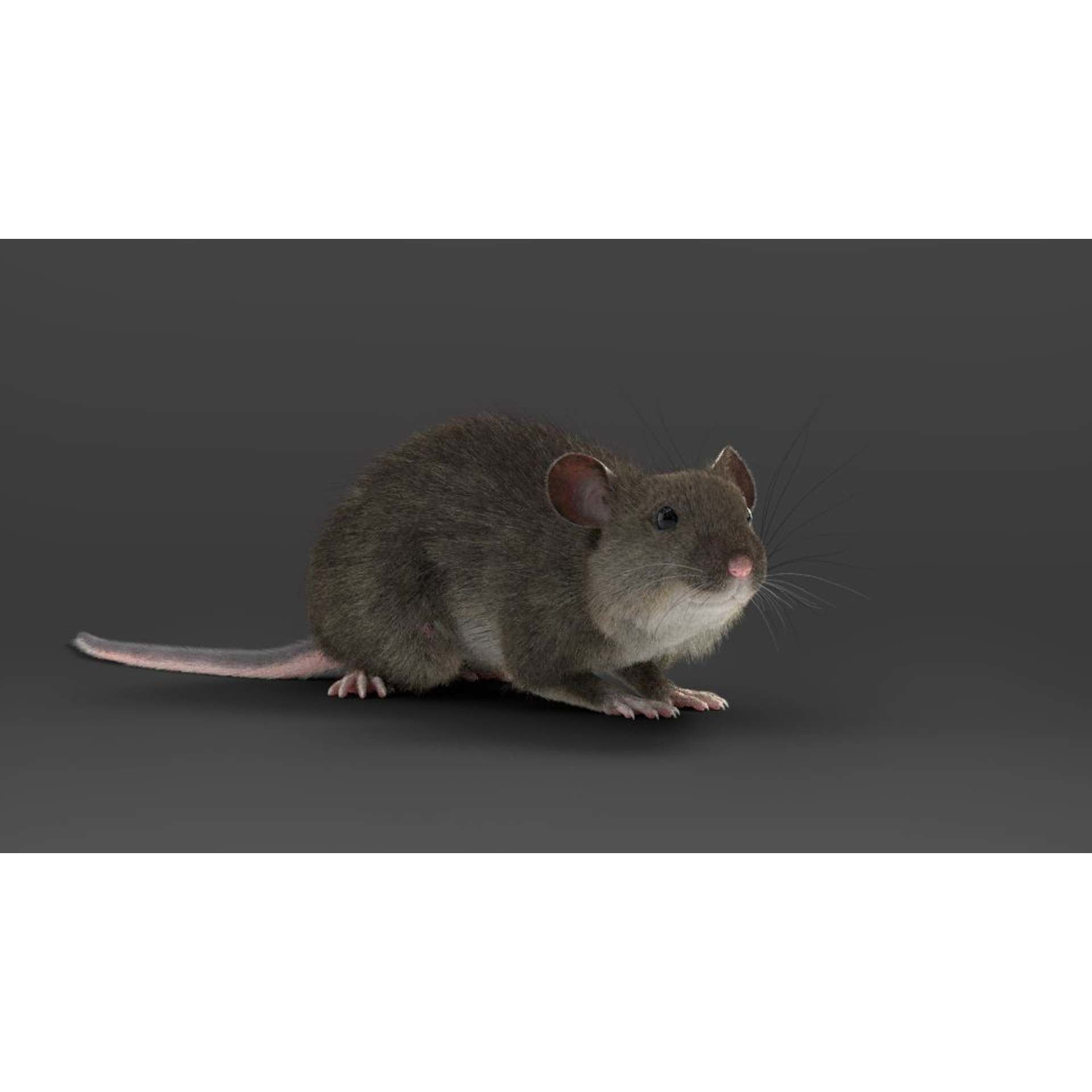 Rat Mouse Animated VFX Grace 3D model 8