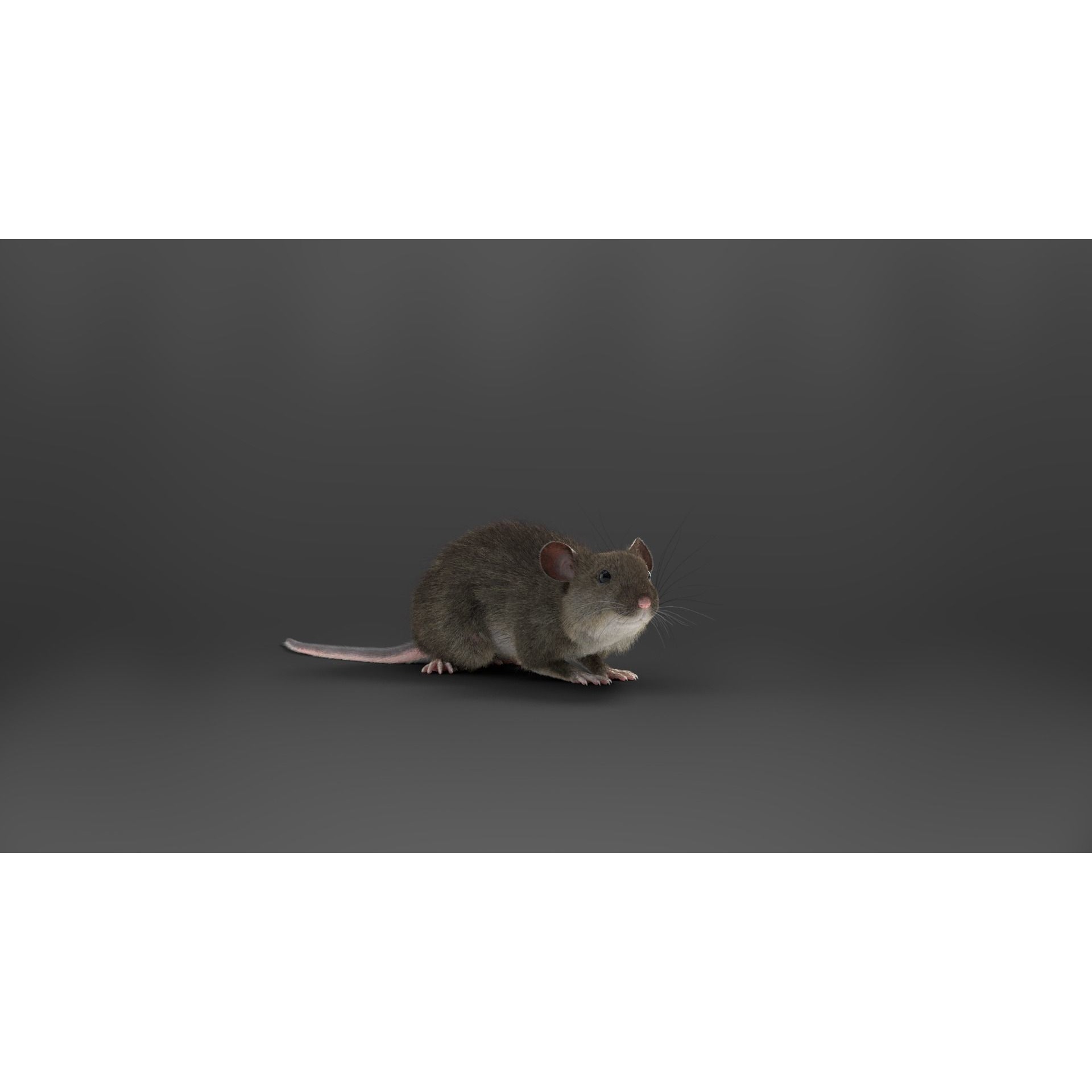 Rat Mouse Animated VFX Grace 3D model 9