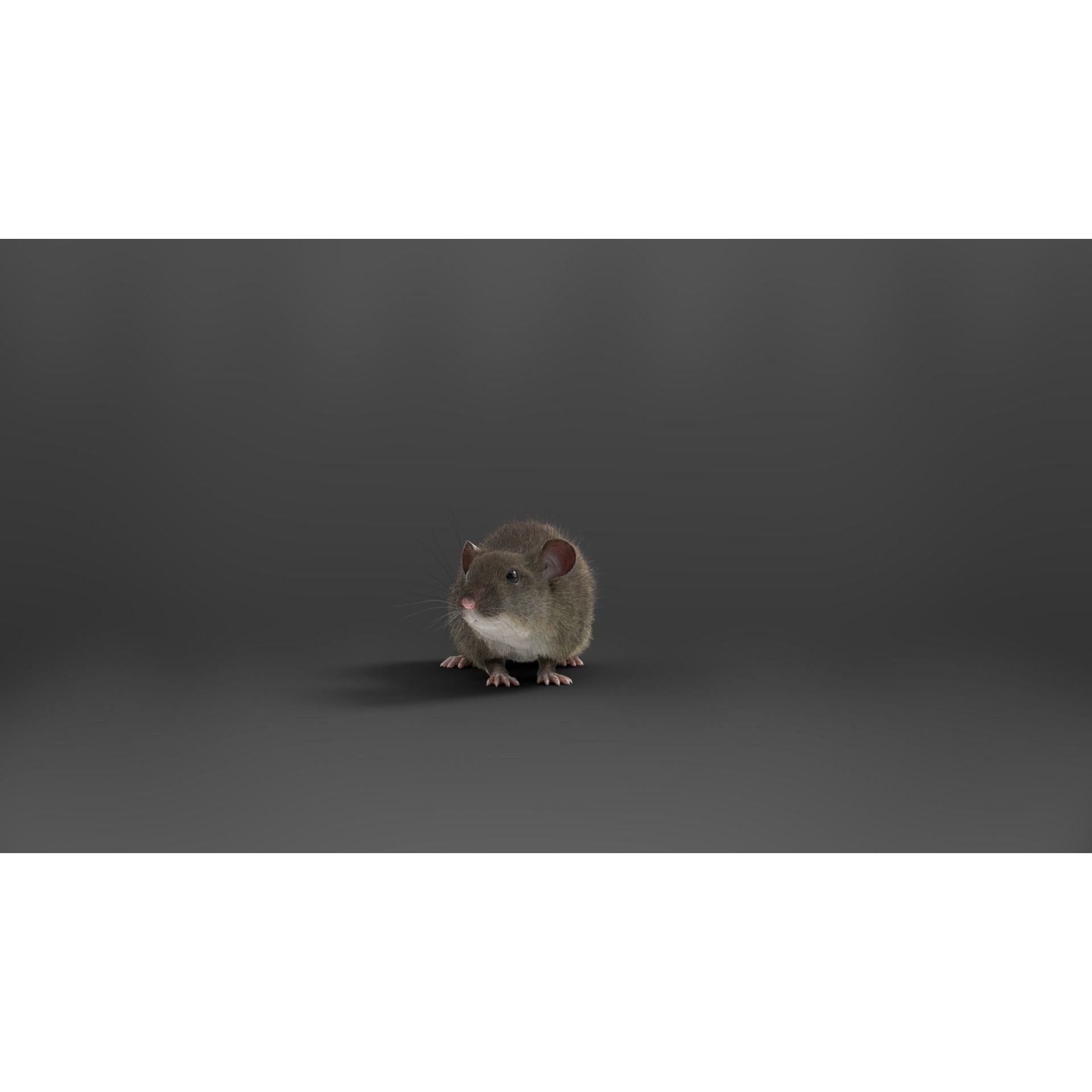 Rat Mouse Animated VFX Grace 3D model 10