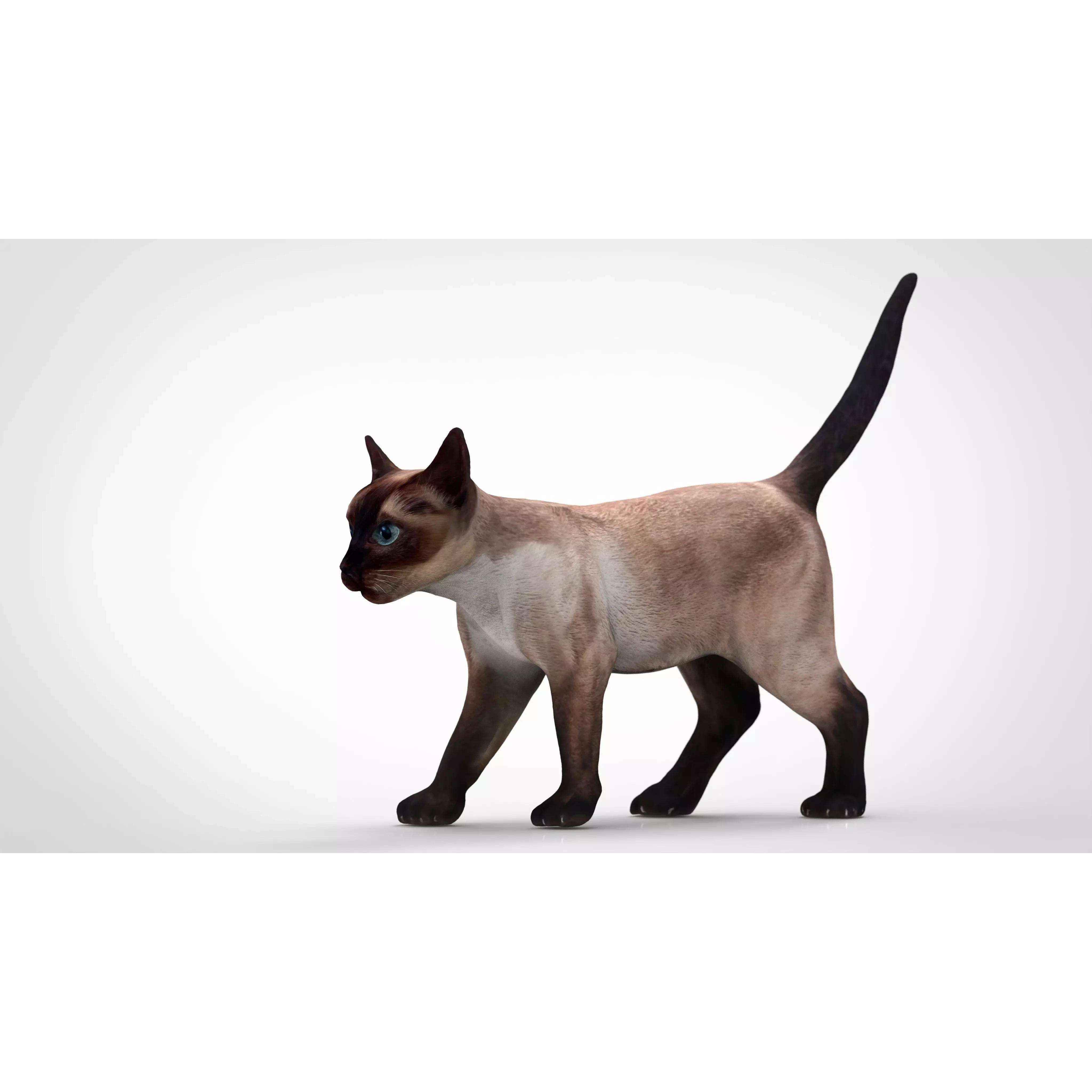REALISTIC CAT siamese Low-poly 3D model