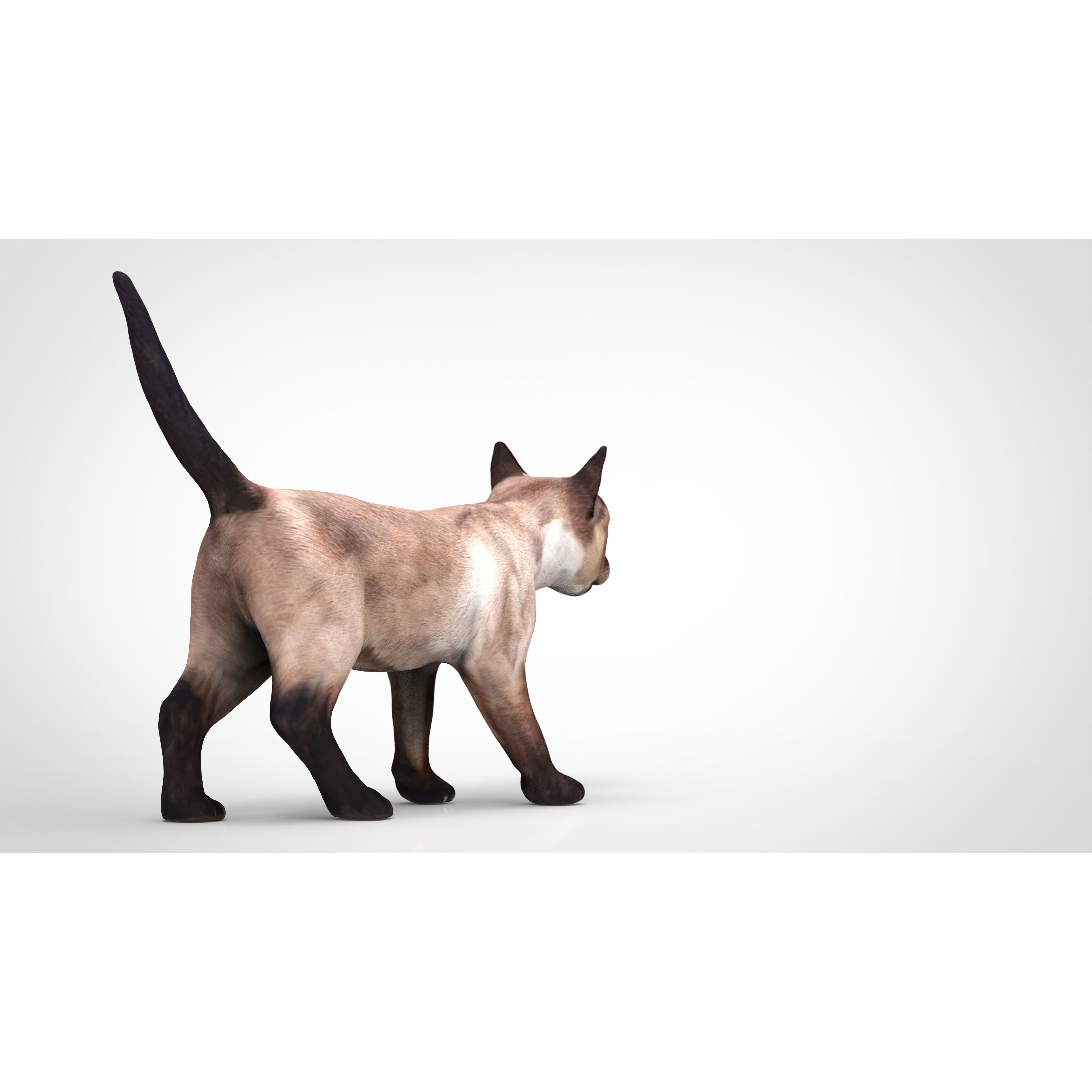REALISTIC CAT siamese Low-poly 3D model 2