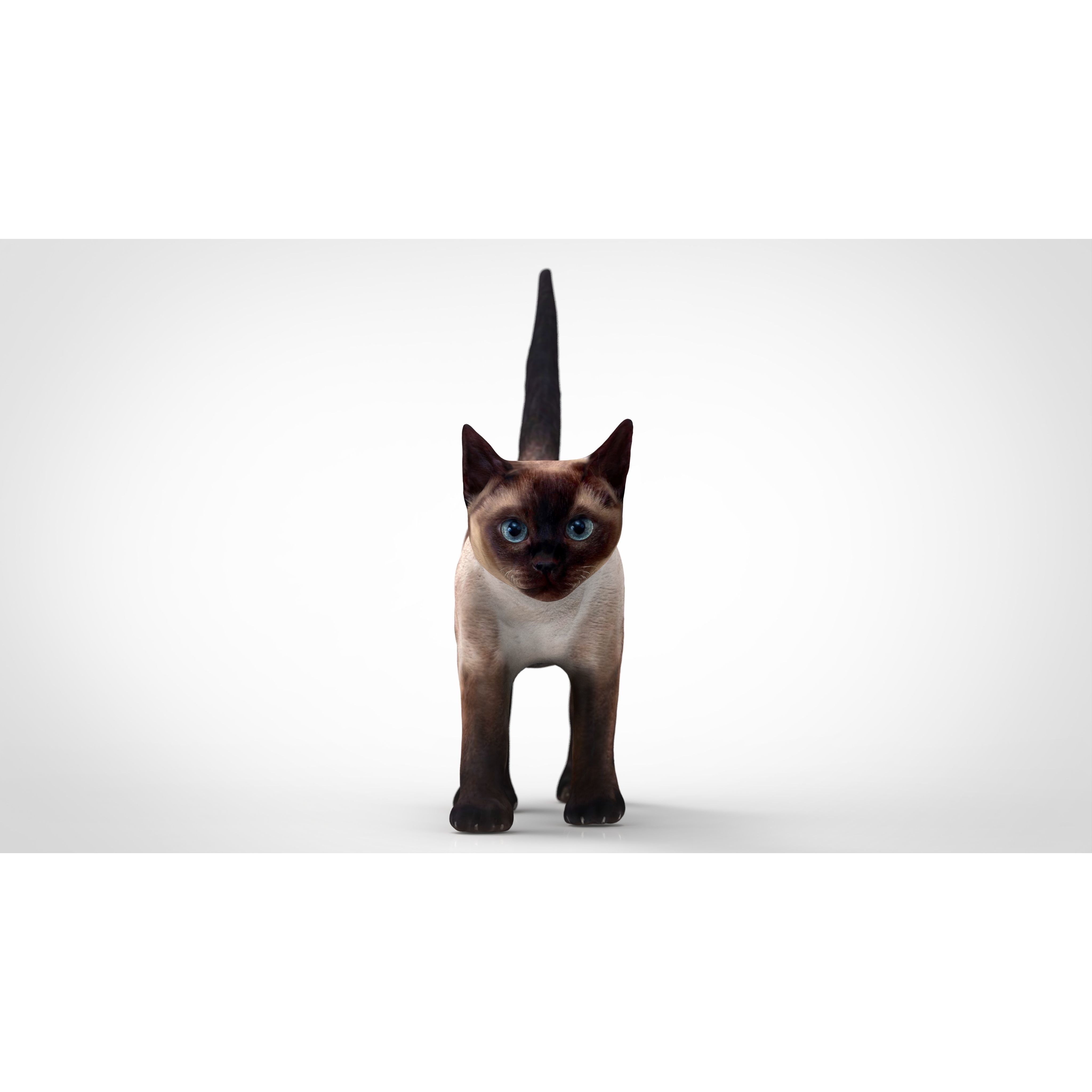 REALISTIC CAT siamese Low-poly 3D model 3