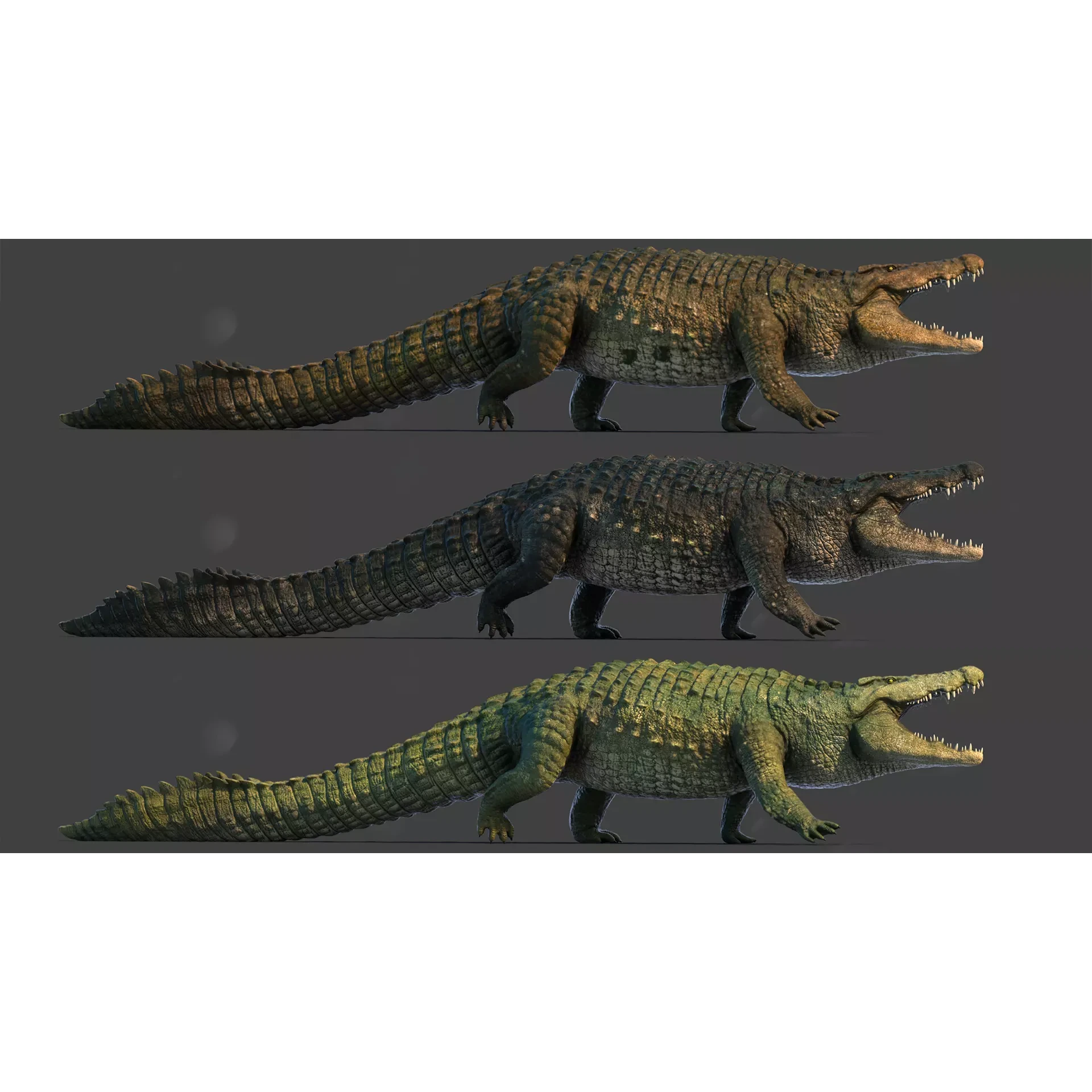 Realistic Crocodile - Alligator Low-poly 3D model