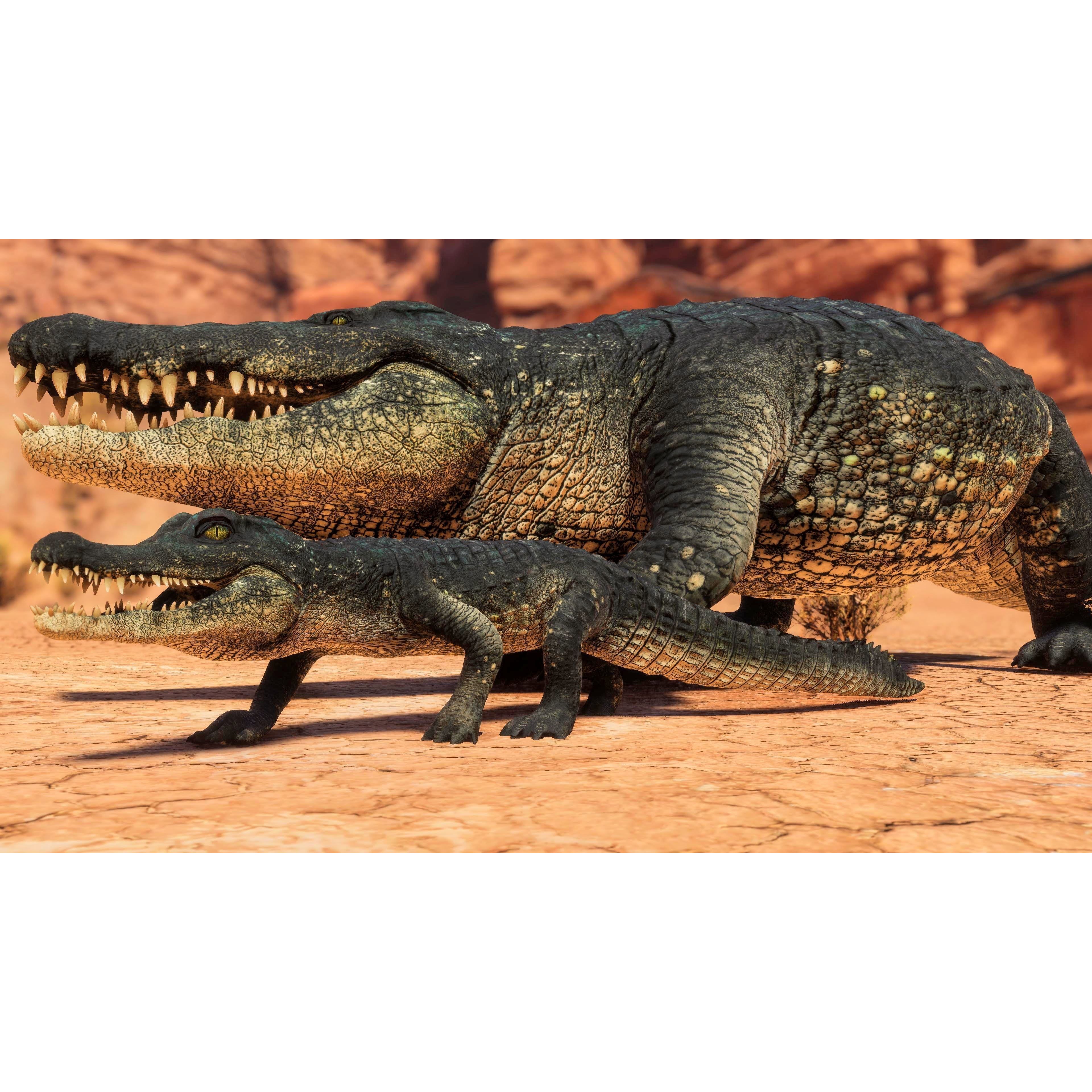 Realistic Crocodile - Alligator Low-poly 3D model 3