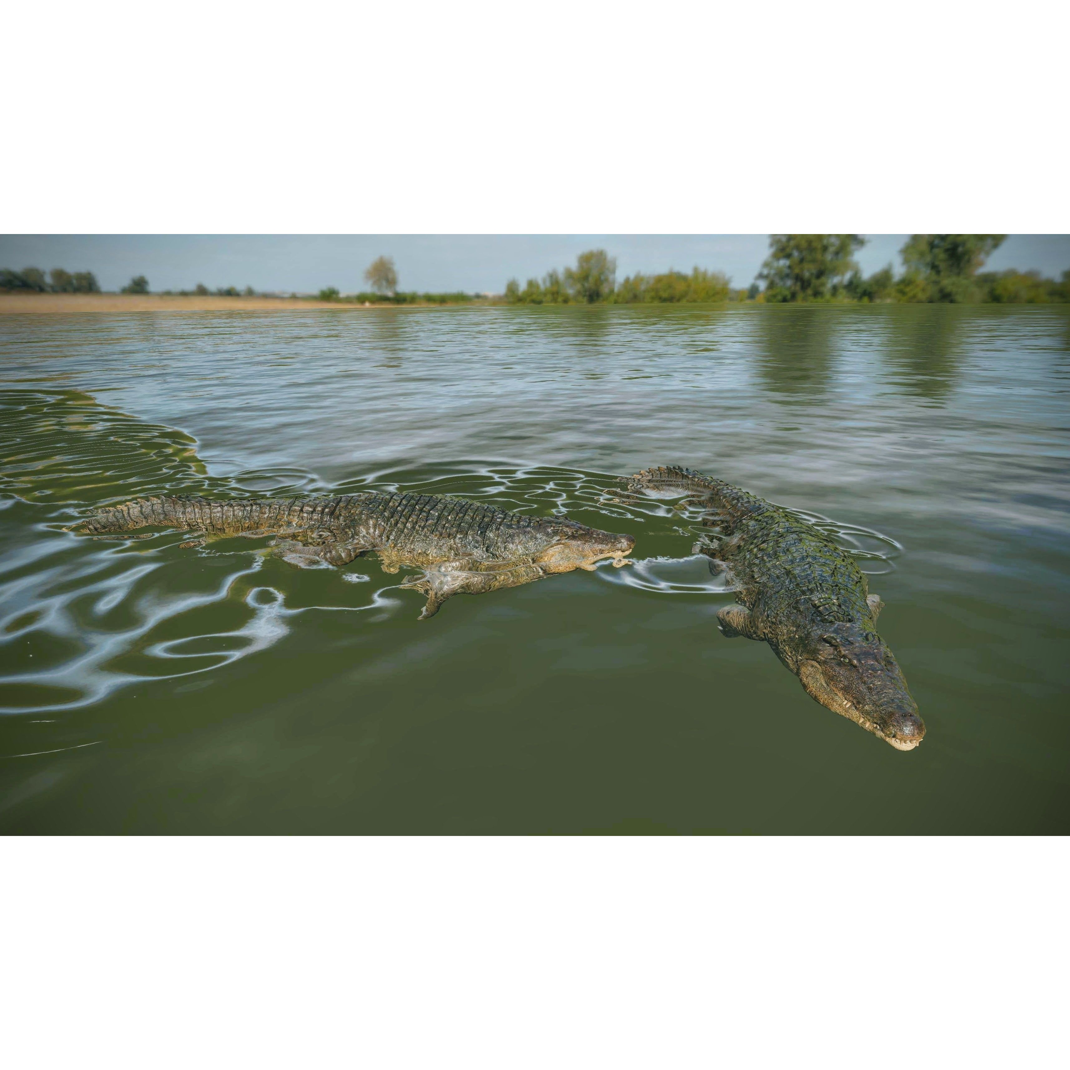 Realistic Crocodile - Alligator Low-poly 3D model 4