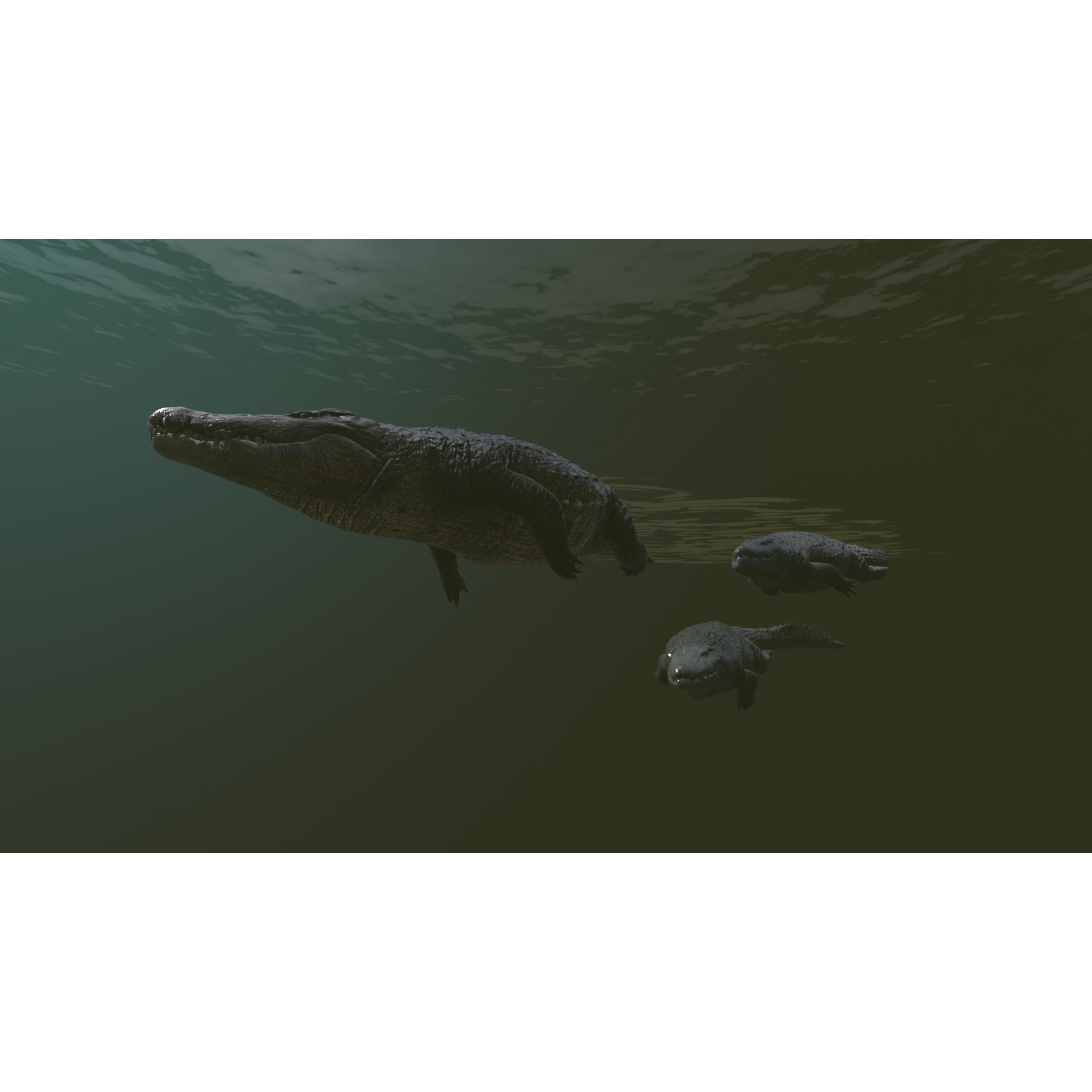 Realistic Crocodile - Alligator Low-poly 3D model 5
