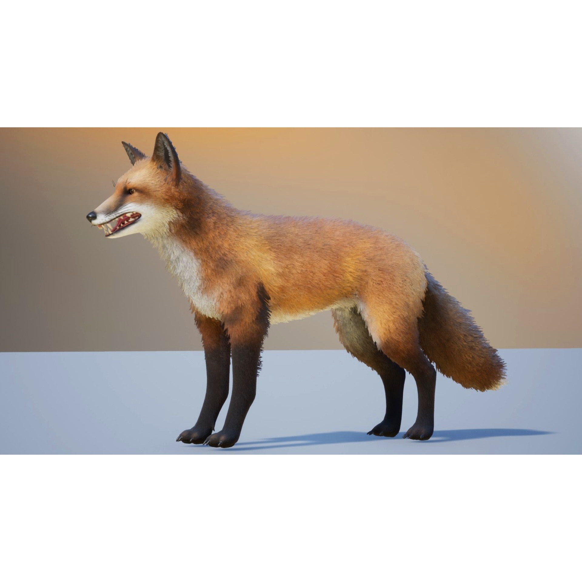 Realistic Foxes Low-poly 3D model 2