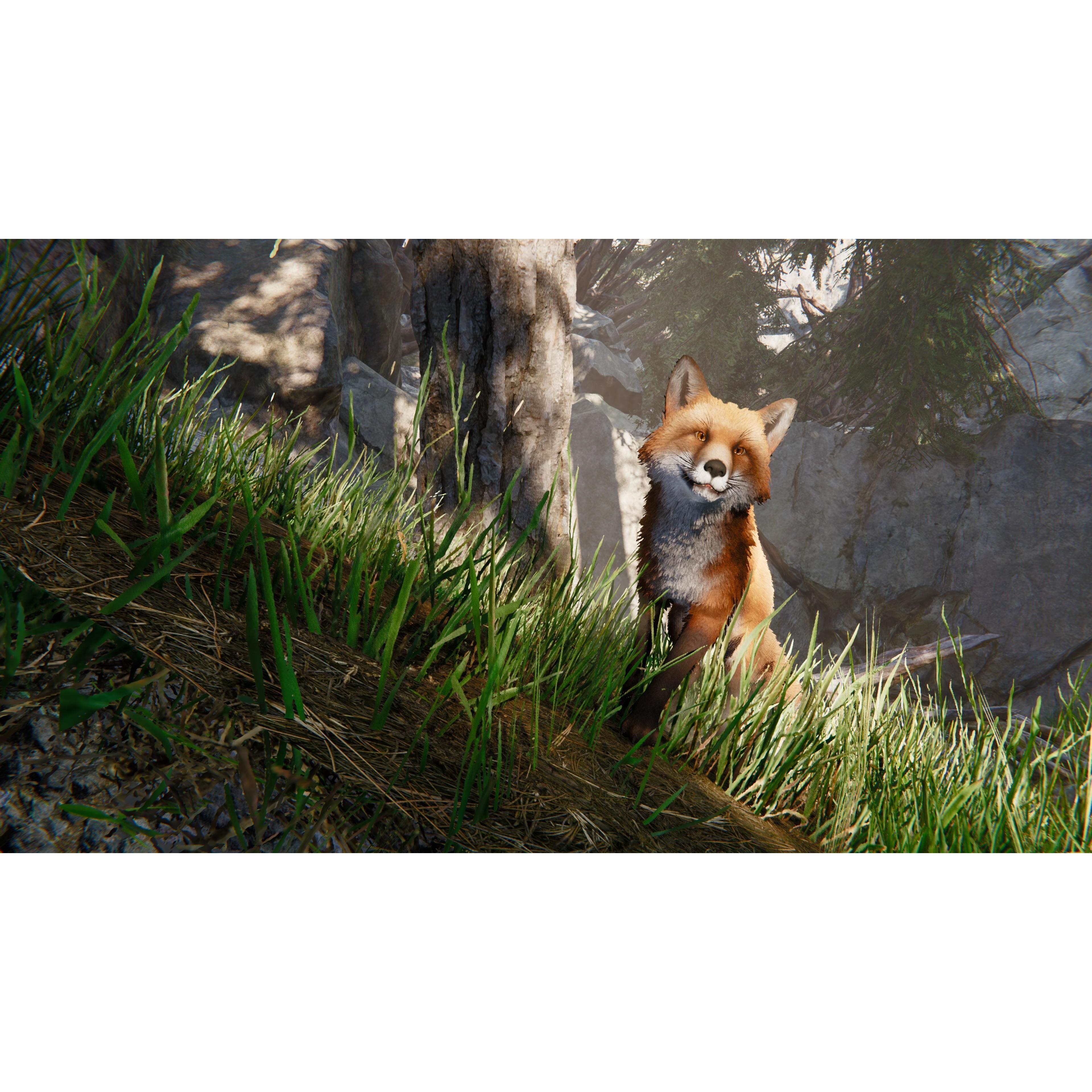 Realistic Foxes Low-poly 3D model 4