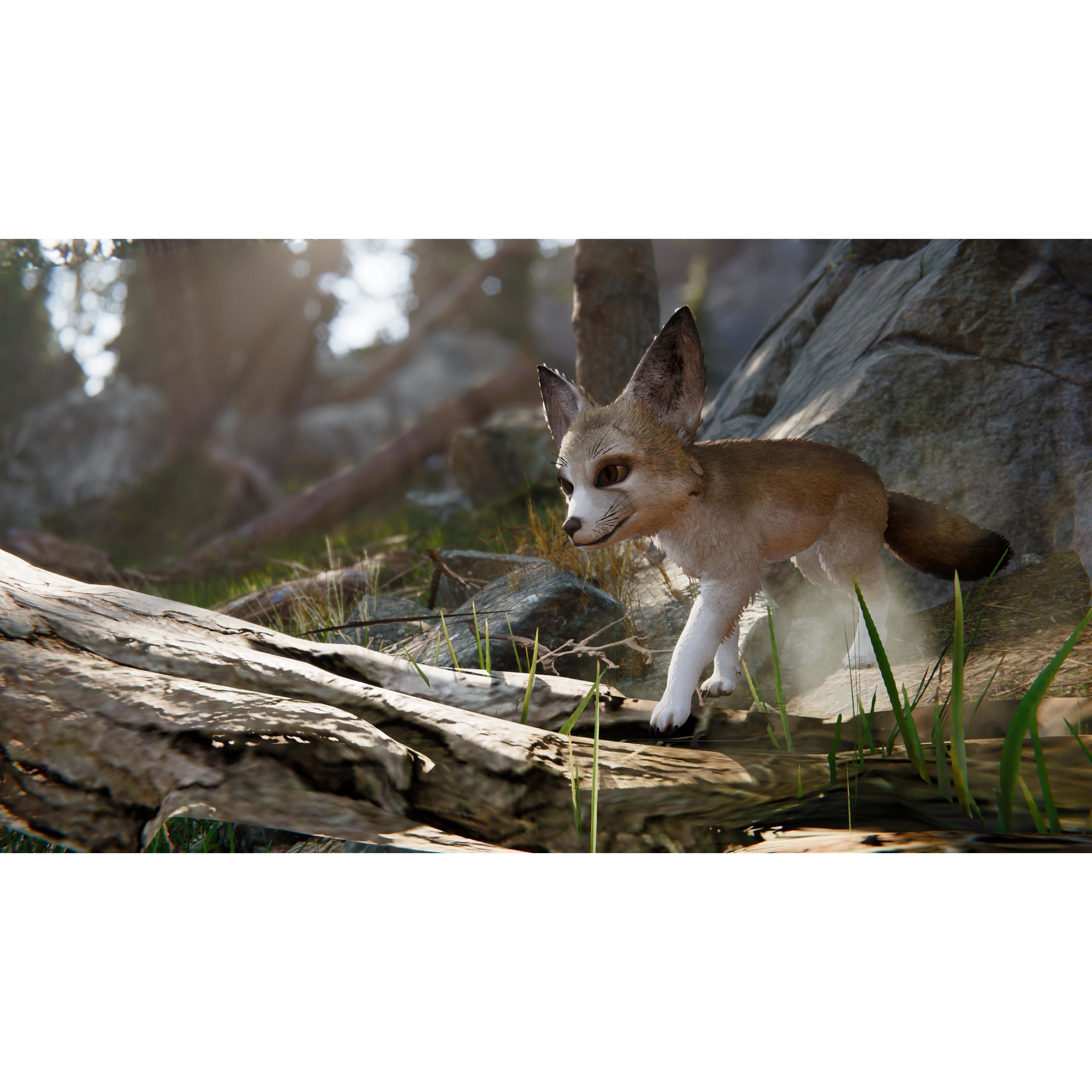 Realistic Foxes Low-poly 3D model 7