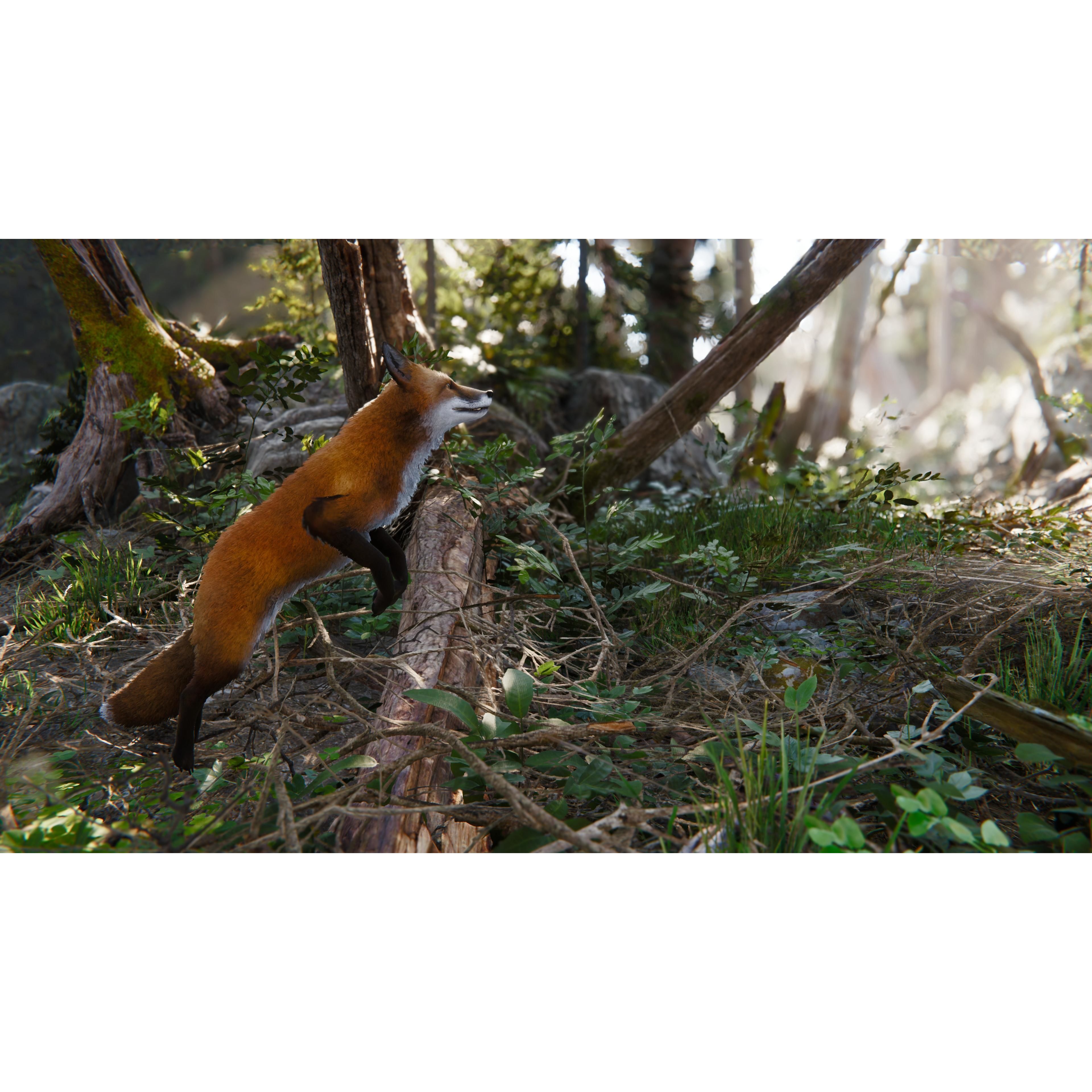 Realistic Foxes Low-poly 3D model 8