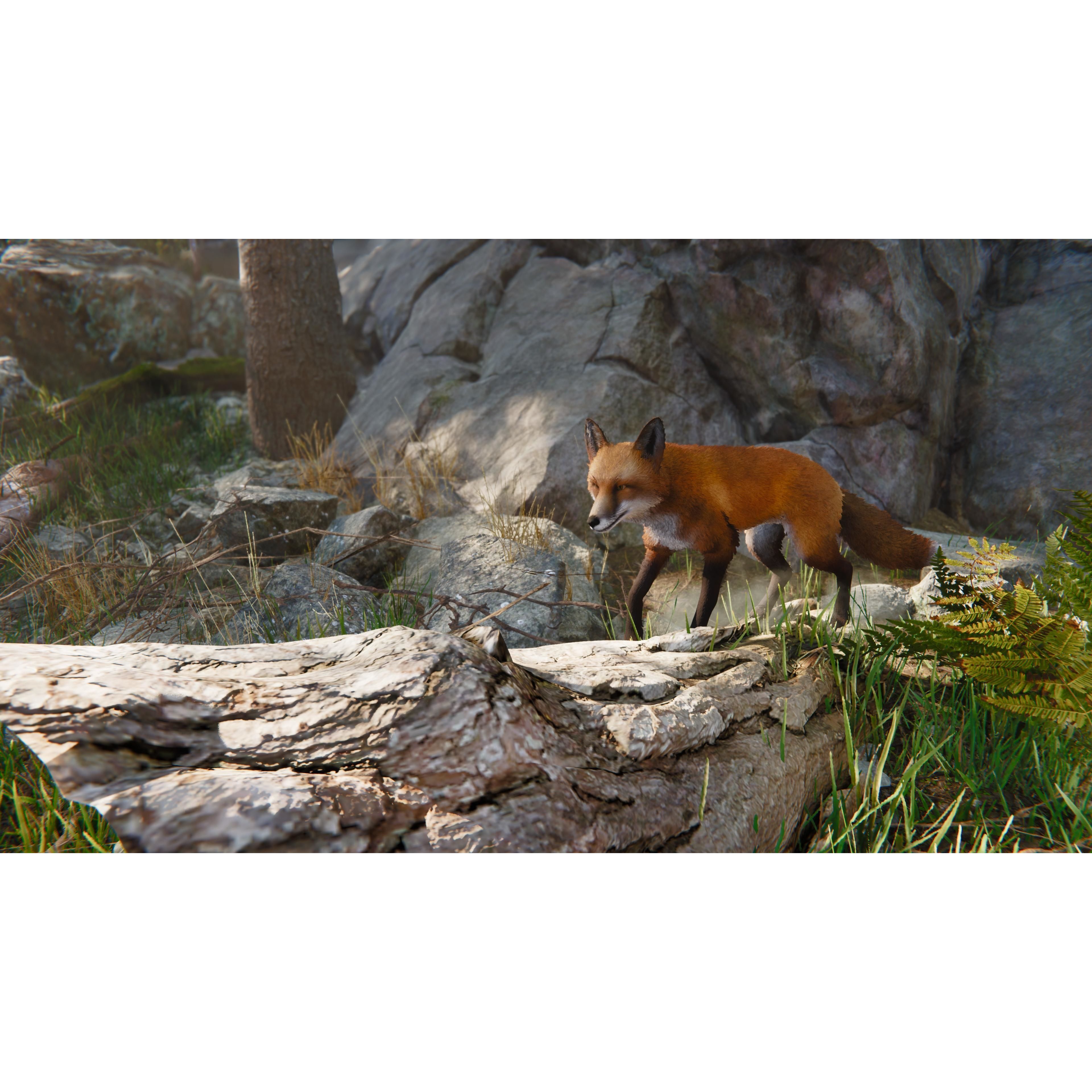 Realistic Foxes Low-poly 3D model 9