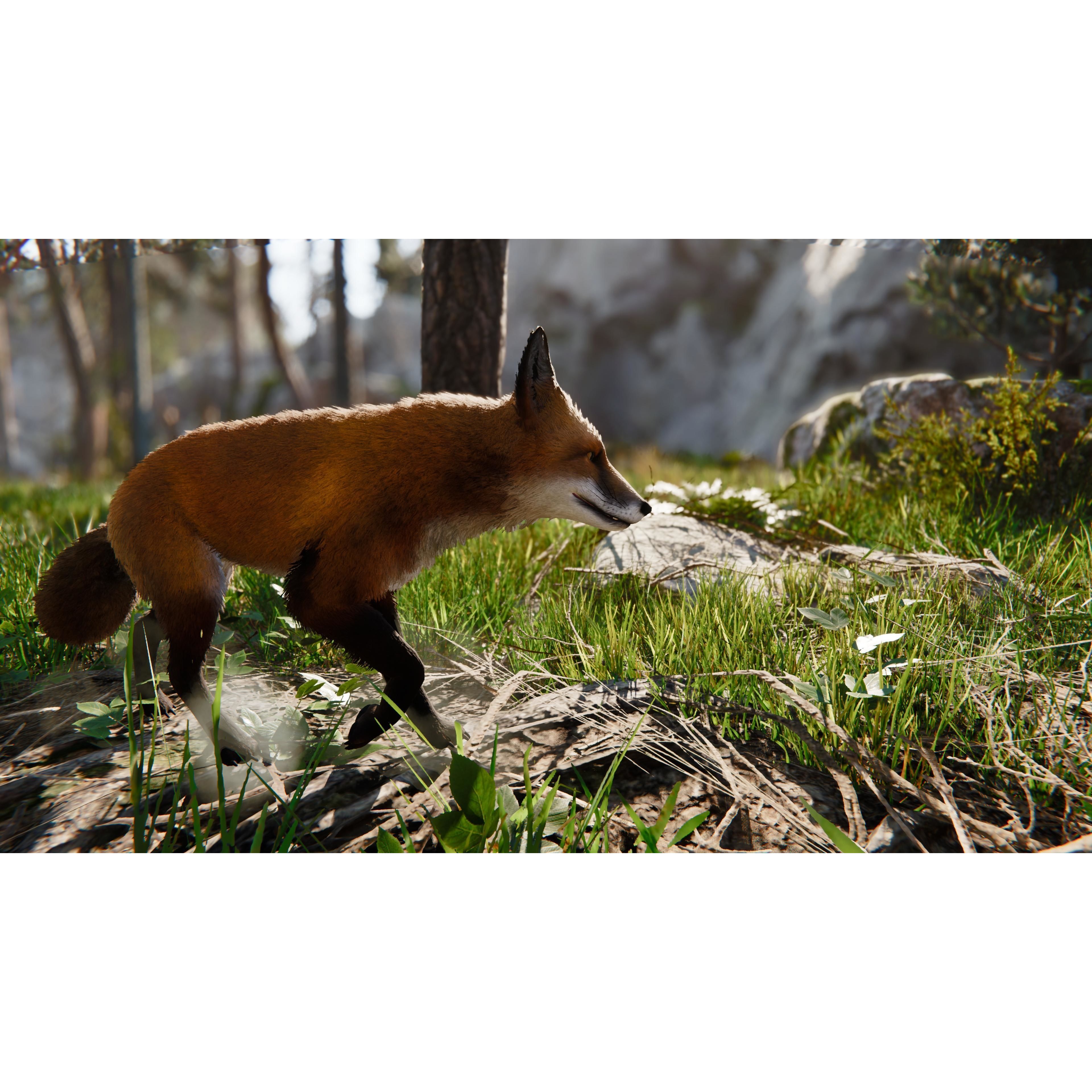 Realistic Foxes Low-poly 3D model 10