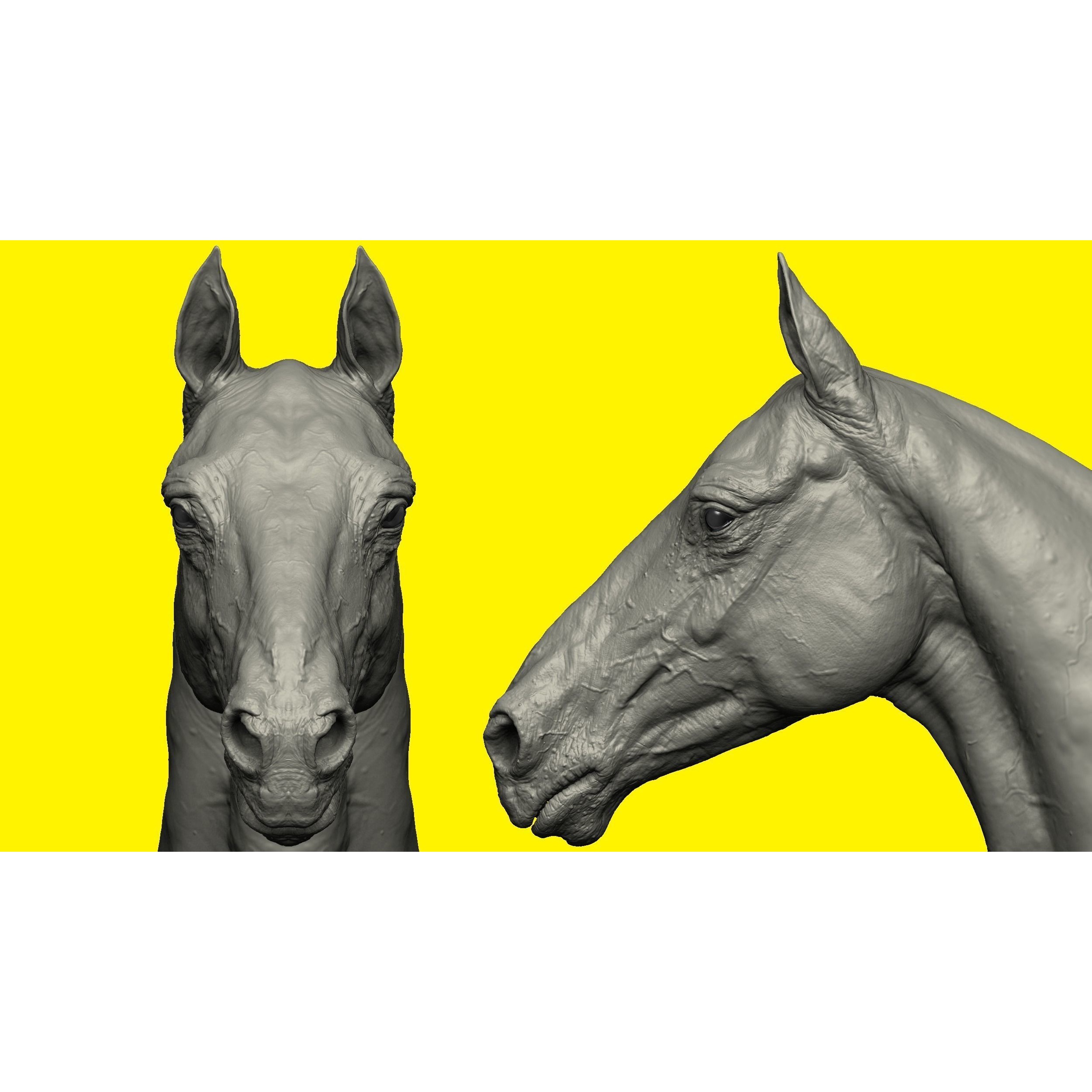 Realistic Horse Basemesh with LOD s 3D model 2