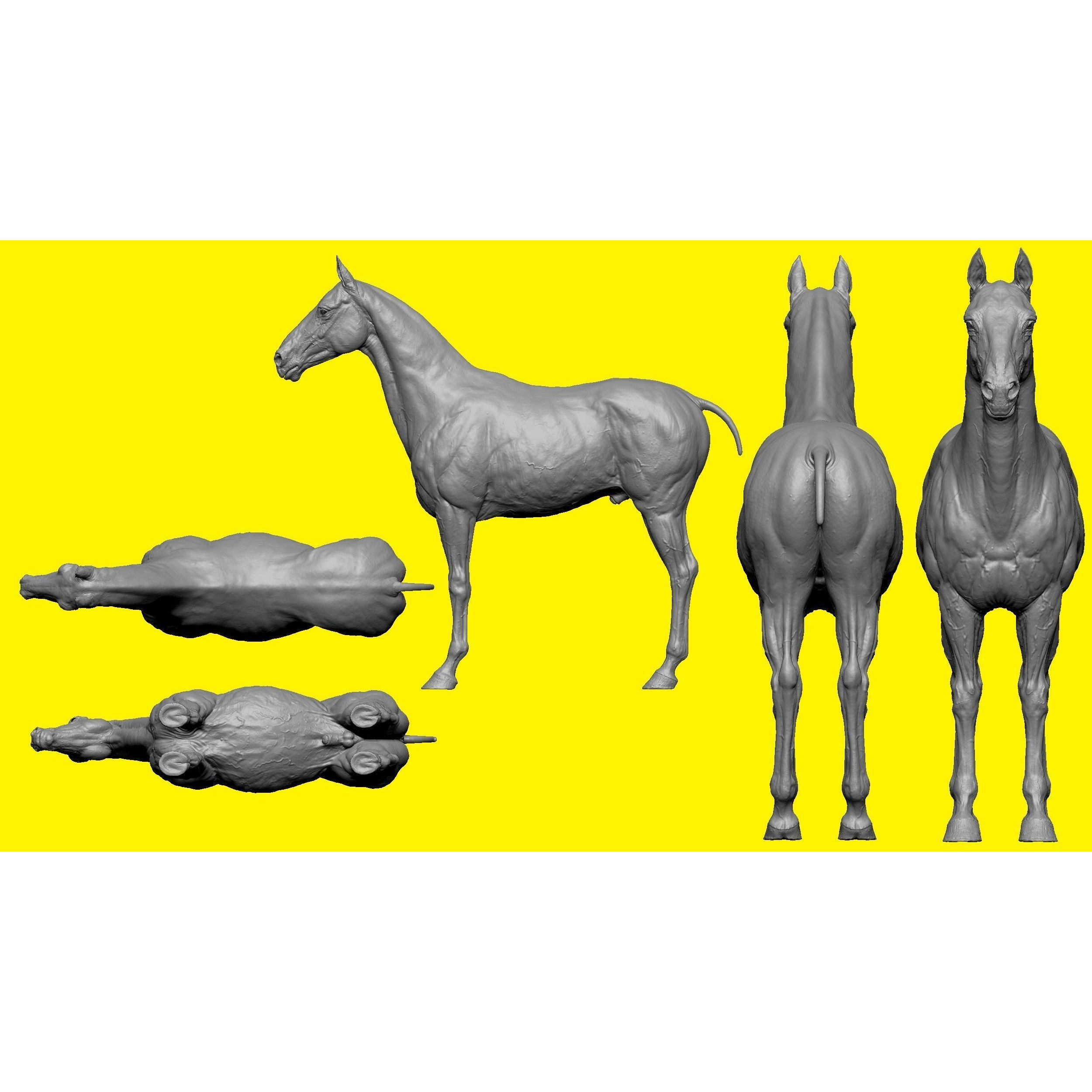 Realistic Horse Basemesh with LOD s 3D model 5