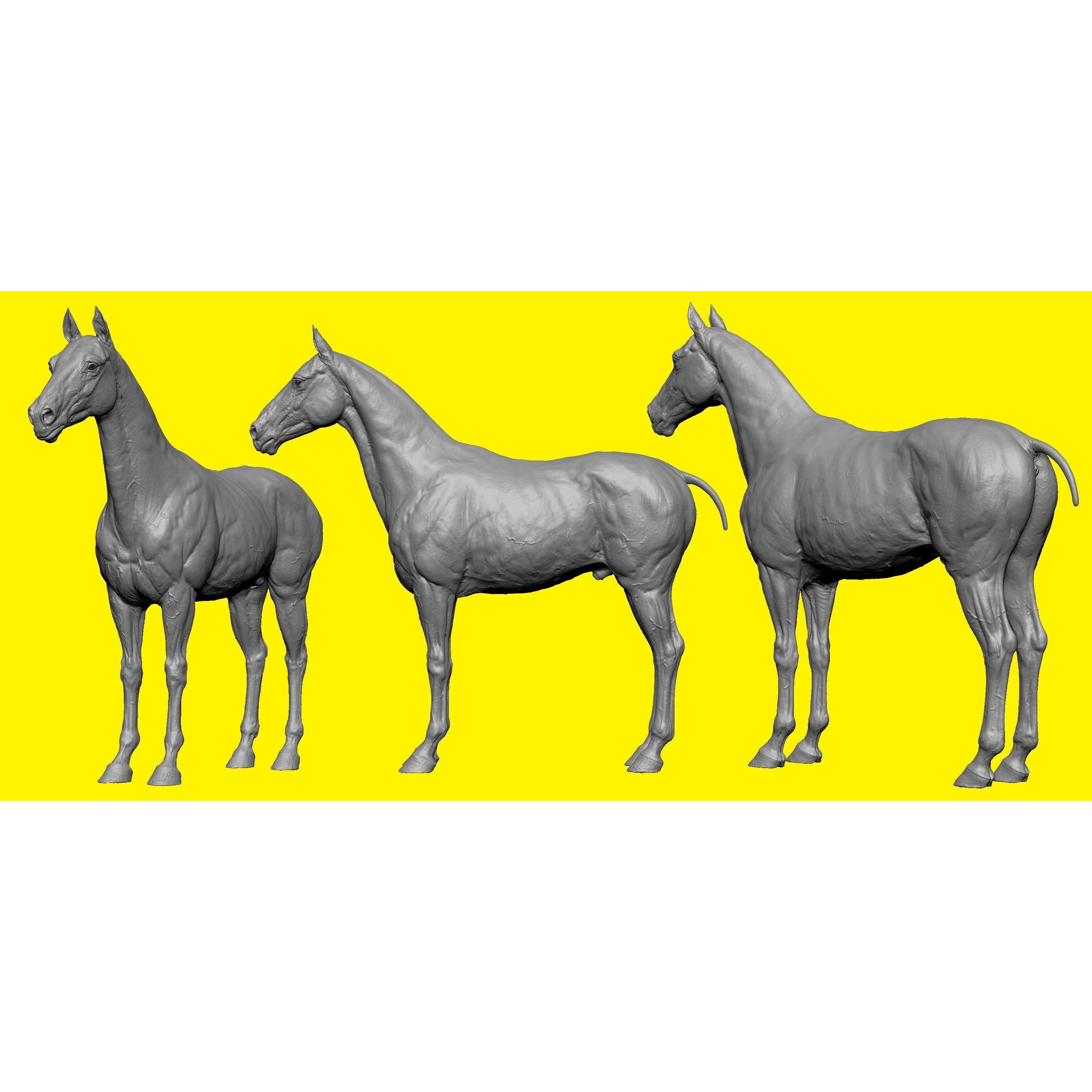Realistic Horse Basemesh with LOD s 3D model 6
