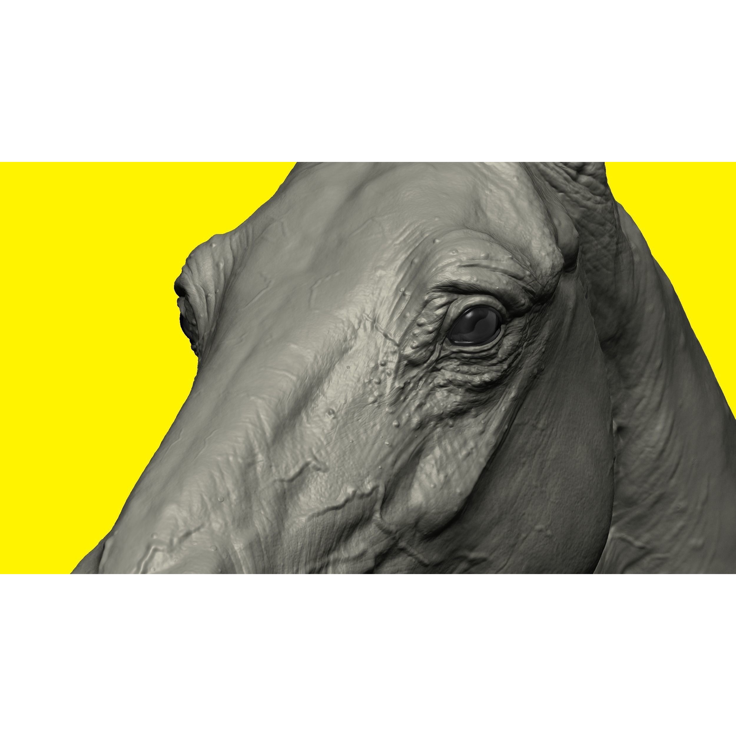 Realistic Horse Basemesh with LOD s 3D model 9