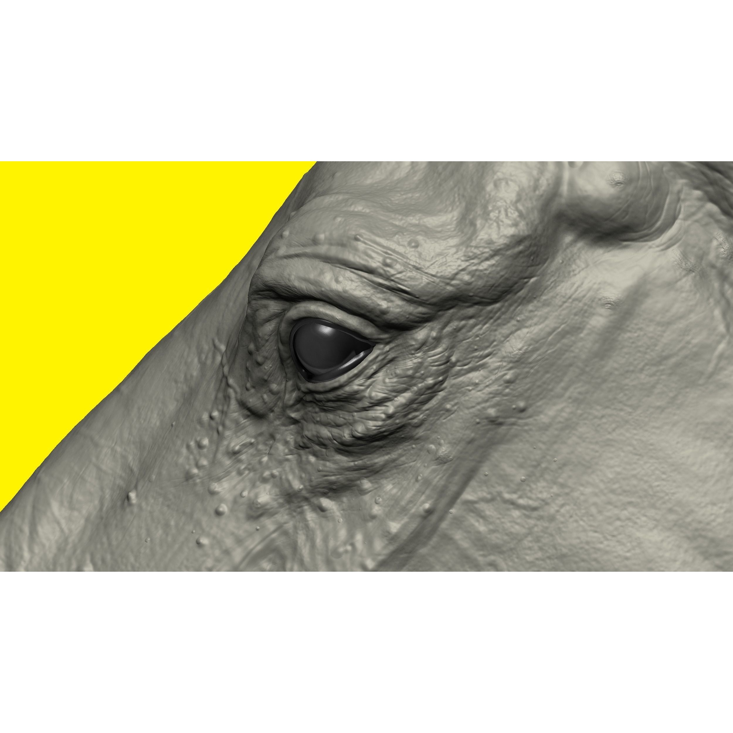 Realistic Horse Basemesh with LOD s 3D model 10