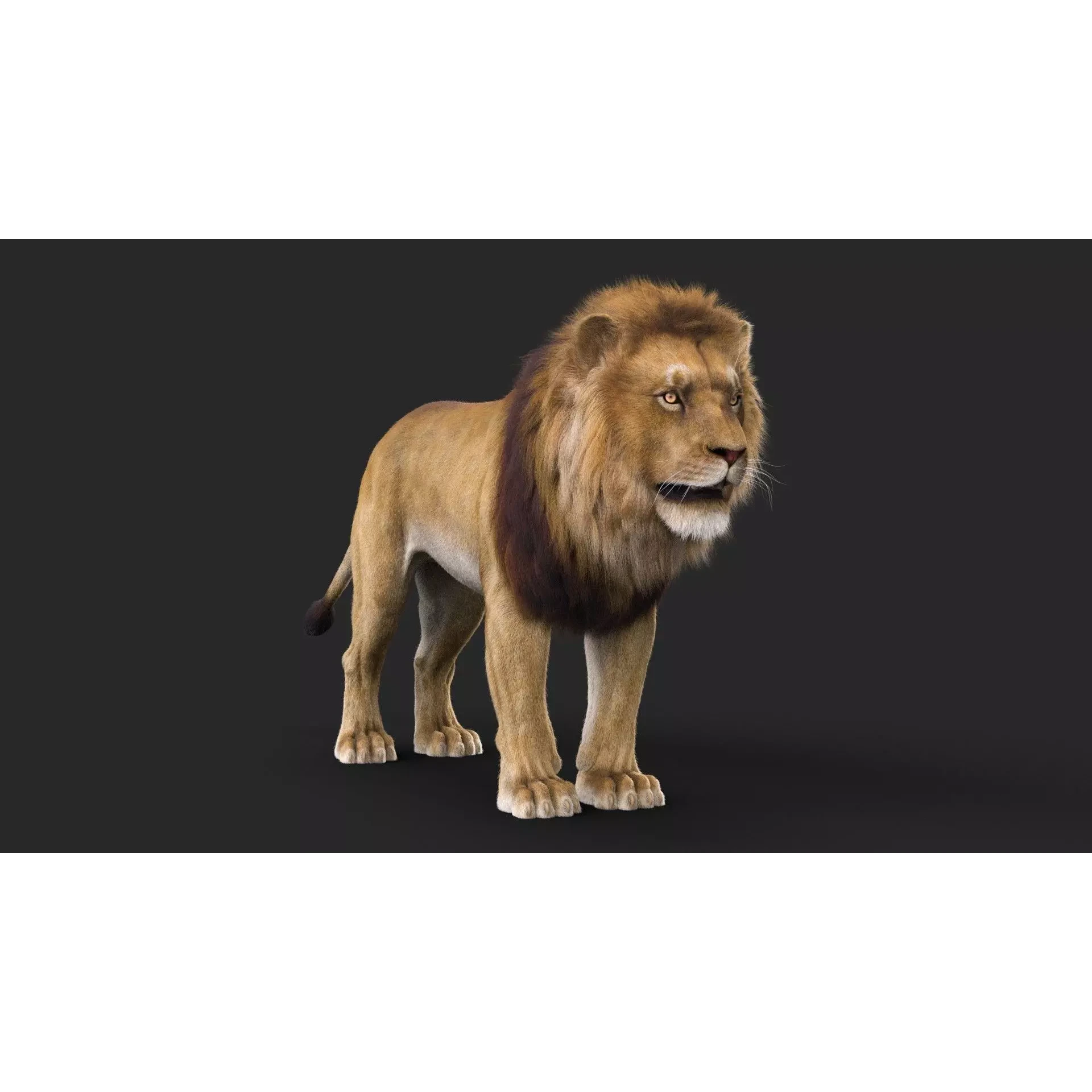 Realistic Lion Rigged 3D Model with XGen Fur- Animation Ready Low-poly 3D model