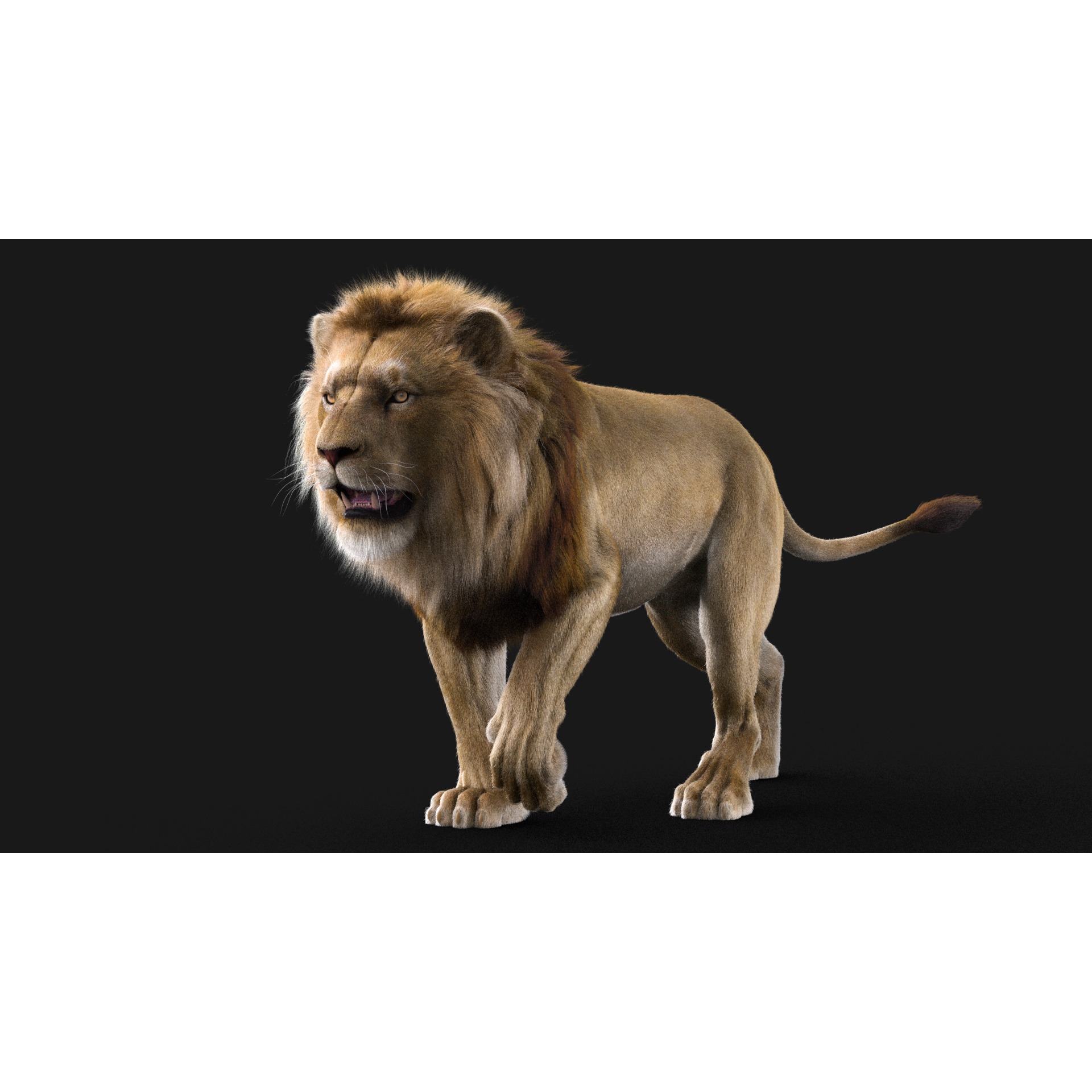 Realistic Lion Rigged 3D Model with XGen Fur- Animation Ready Low-poly 3D model 2