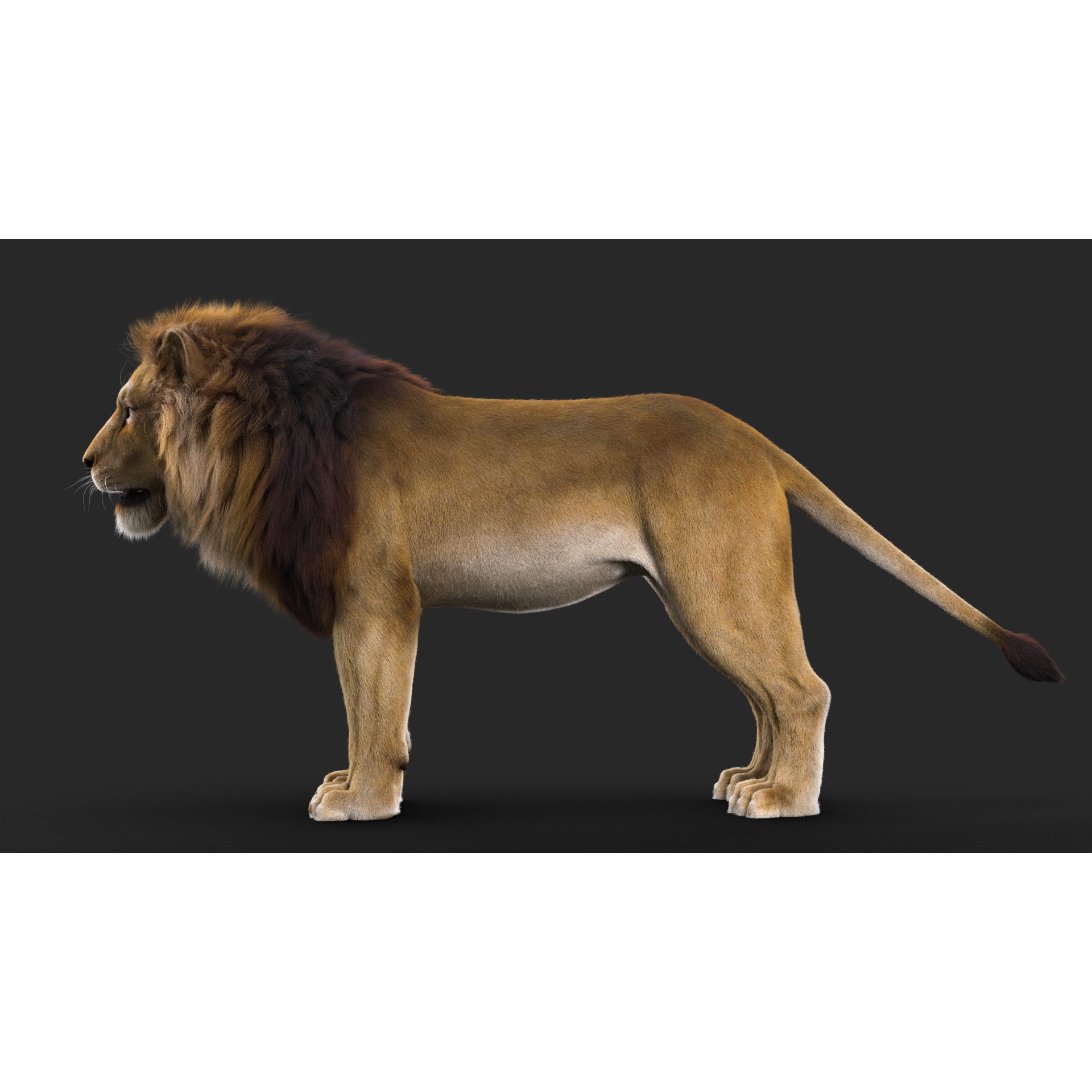 Realistic Lion Rigged 3D Model with XGen Fur- Animation Ready Low-poly 3D model 3