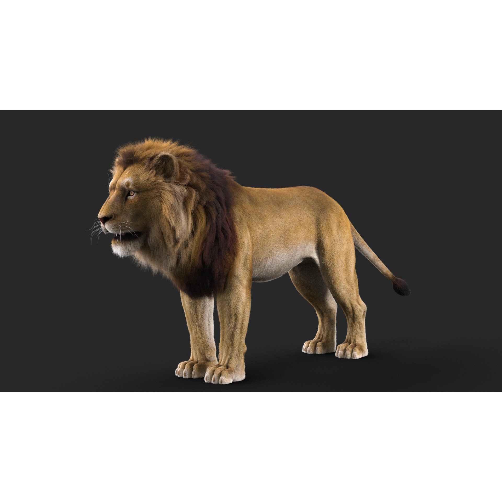 Realistic Lion Rigged 3D Model with XGen Fur- Animation Ready Low-poly 3D model 4