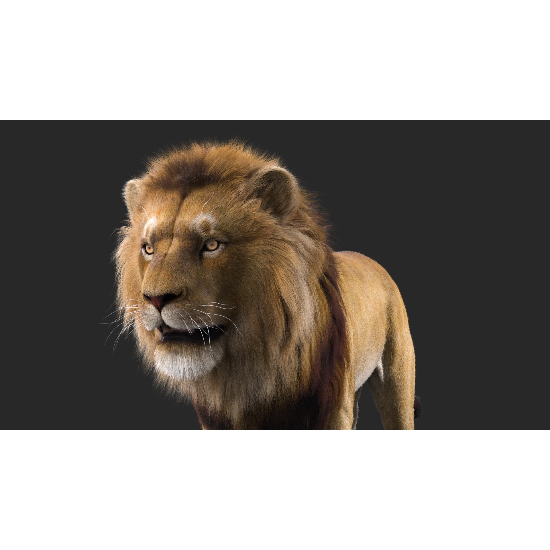 Realistic Lion Rigged 3D Model with XGen Fur- Animation Ready Low-poly 3D model 5