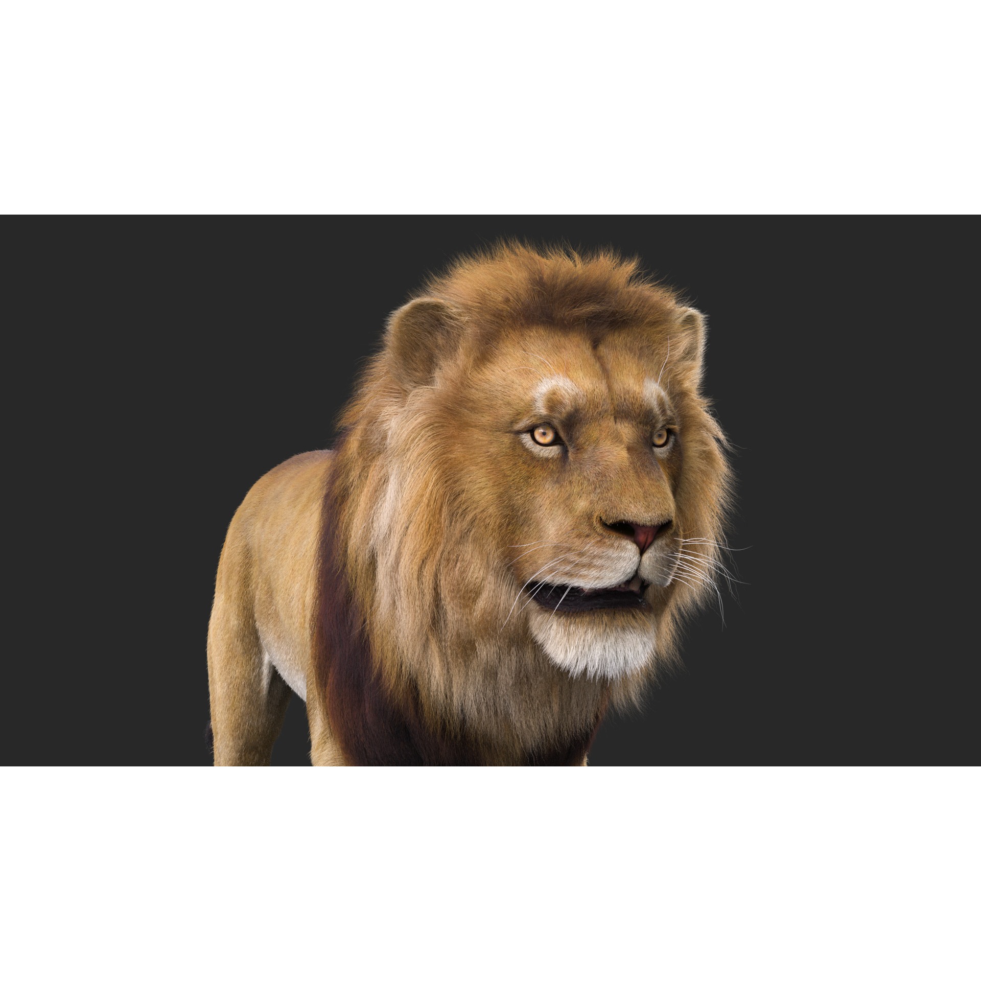 Realistic Lion Rigged 3D Model with XGen Fur- Animation Ready Low-poly 3D model 6