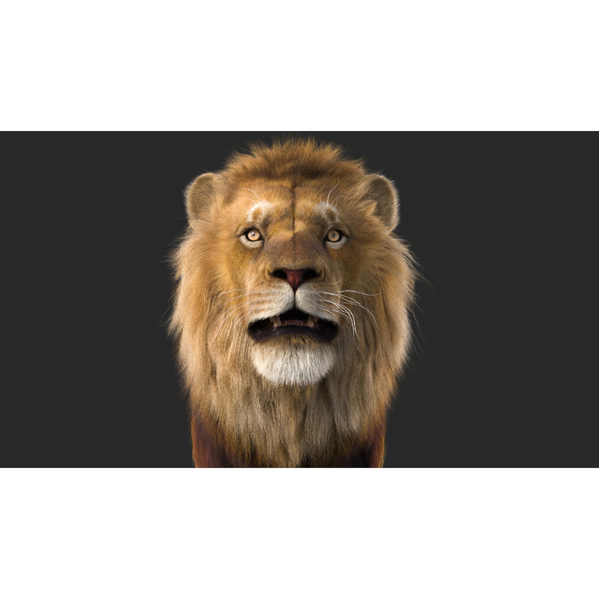 Realistic Lion Rigged 3D Model with XGen Fur- Animation Ready Low-poly 3D model 7