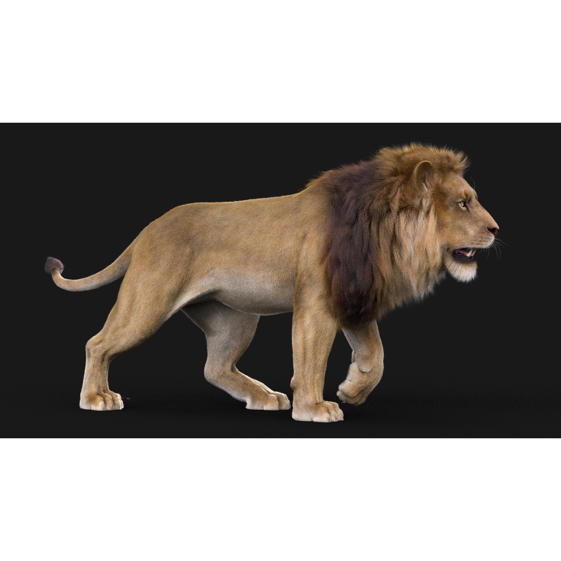 Realistic Lion Rigged 3D Model with XGen Fur- Animation Ready Low-poly 3D model 8