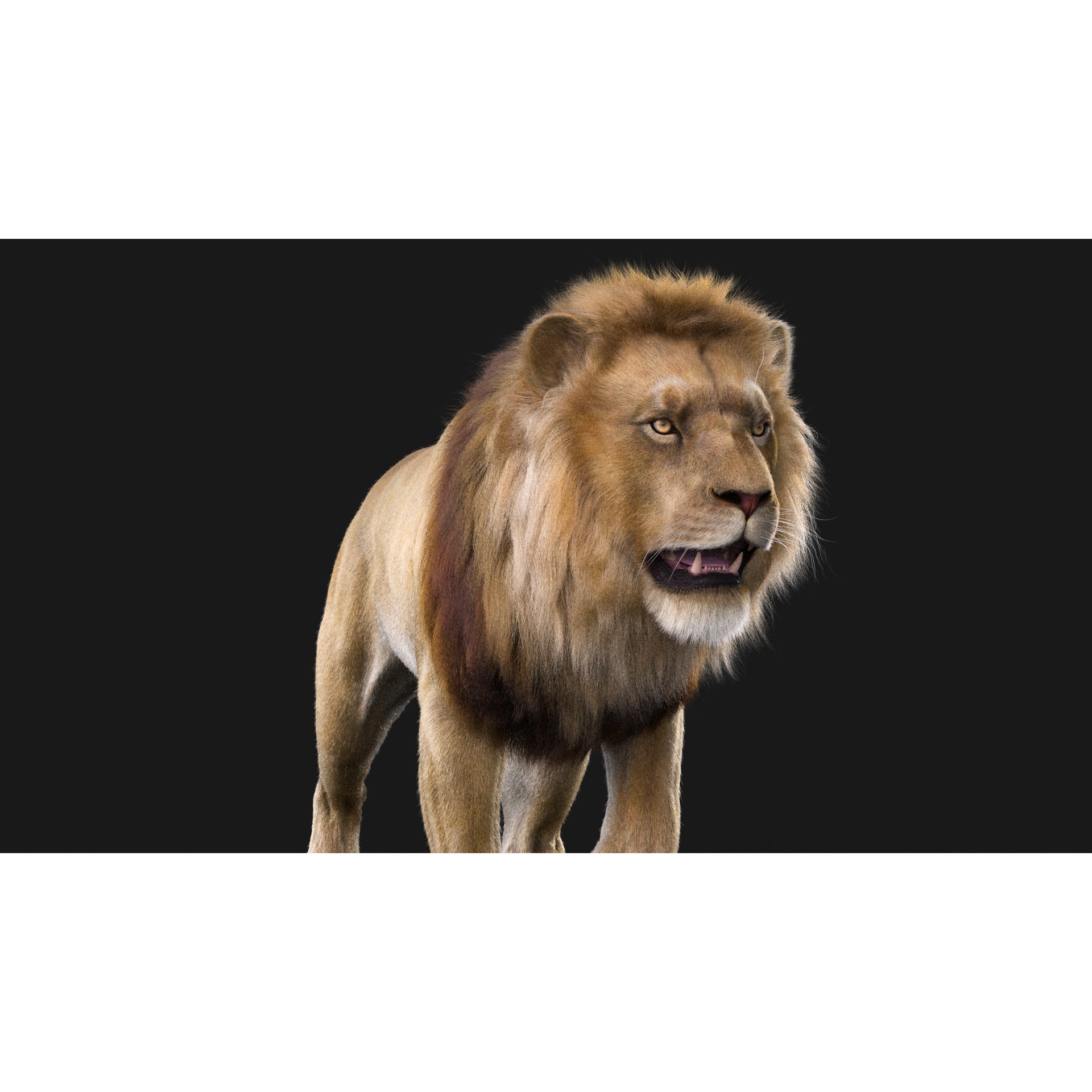 Realistic Lion Rigged 3D Model with XGen Fur- Animation Ready Low-poly 3D model 9