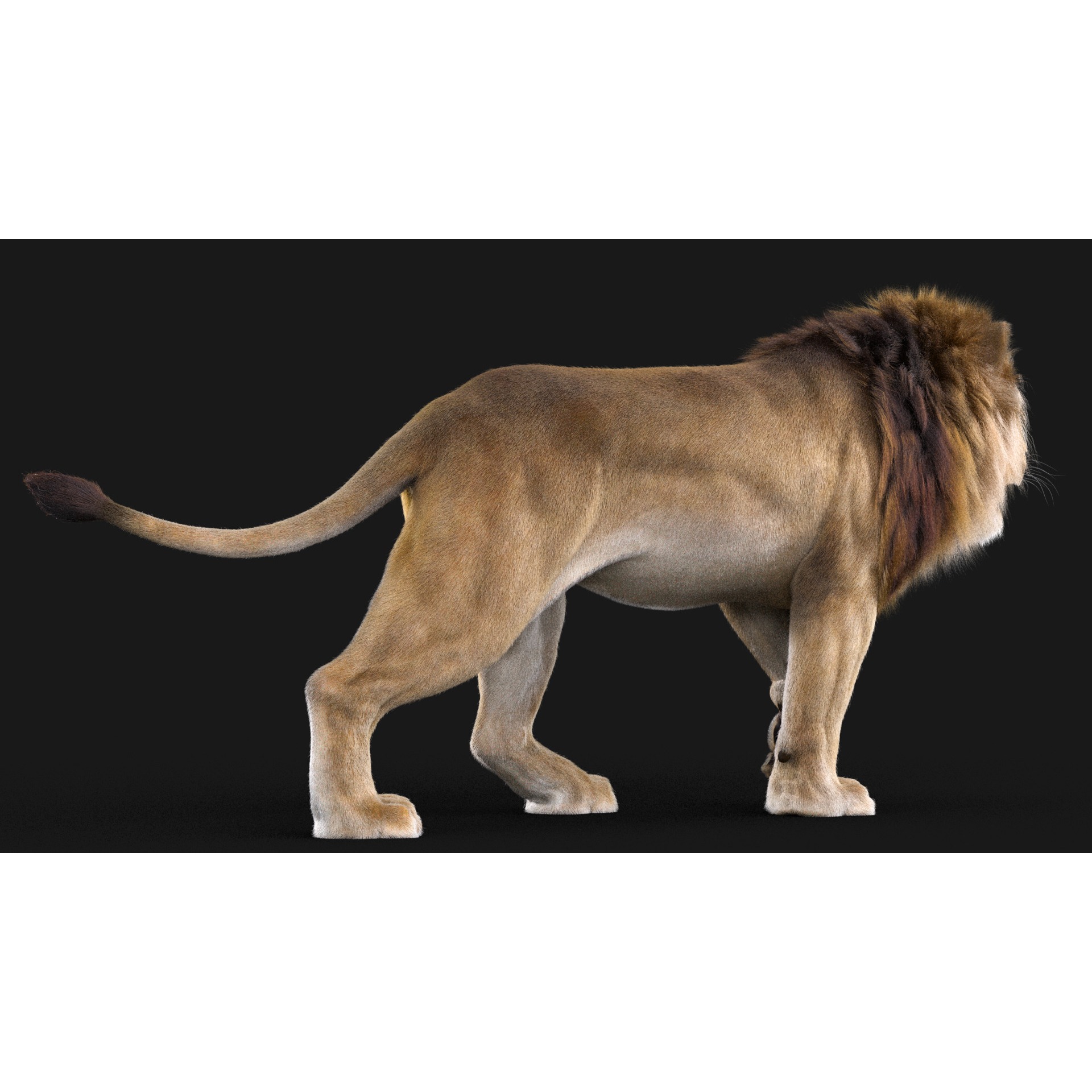 Realistic Lion Rigged 3D Model with XGen Fur- Animation Ready Low-poly 3D model 10