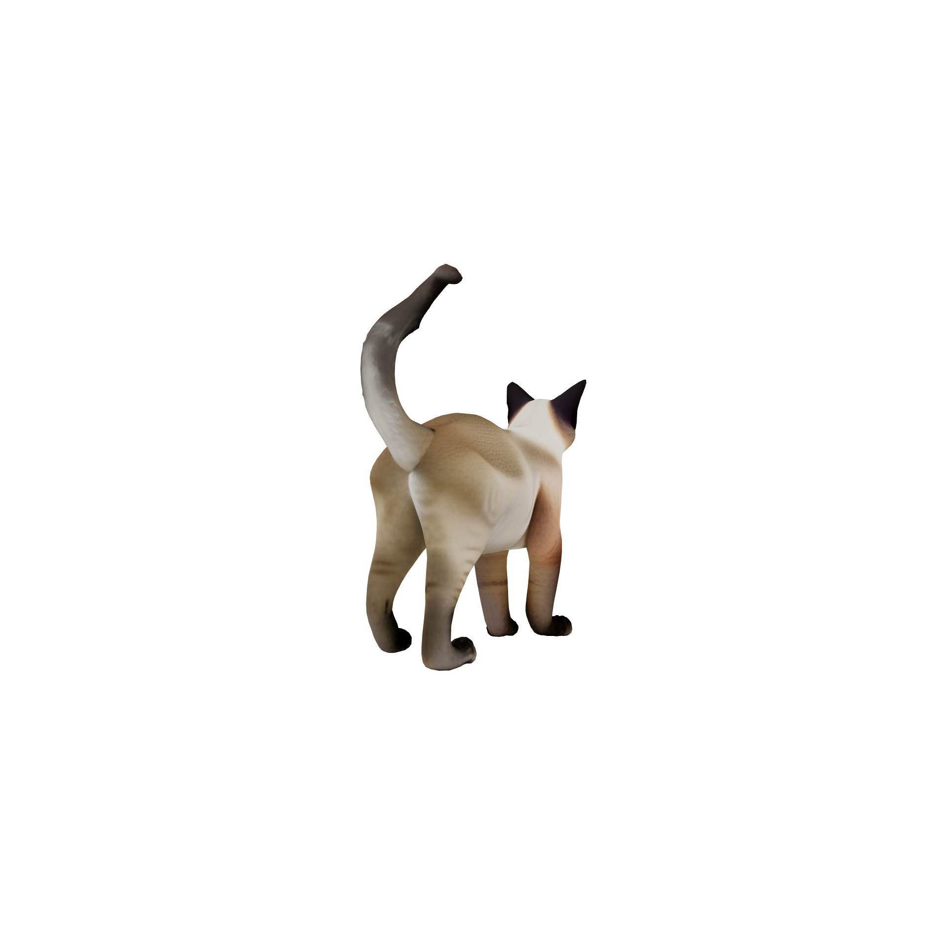 Realistic standing siamese cat with vivid blue eyes Free 3D model 2