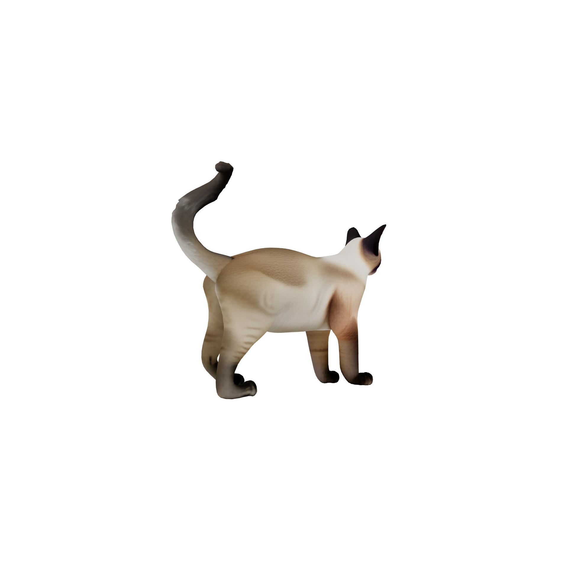 Realistic standing siamese cat with vivid blue eyes Free 3D model 3