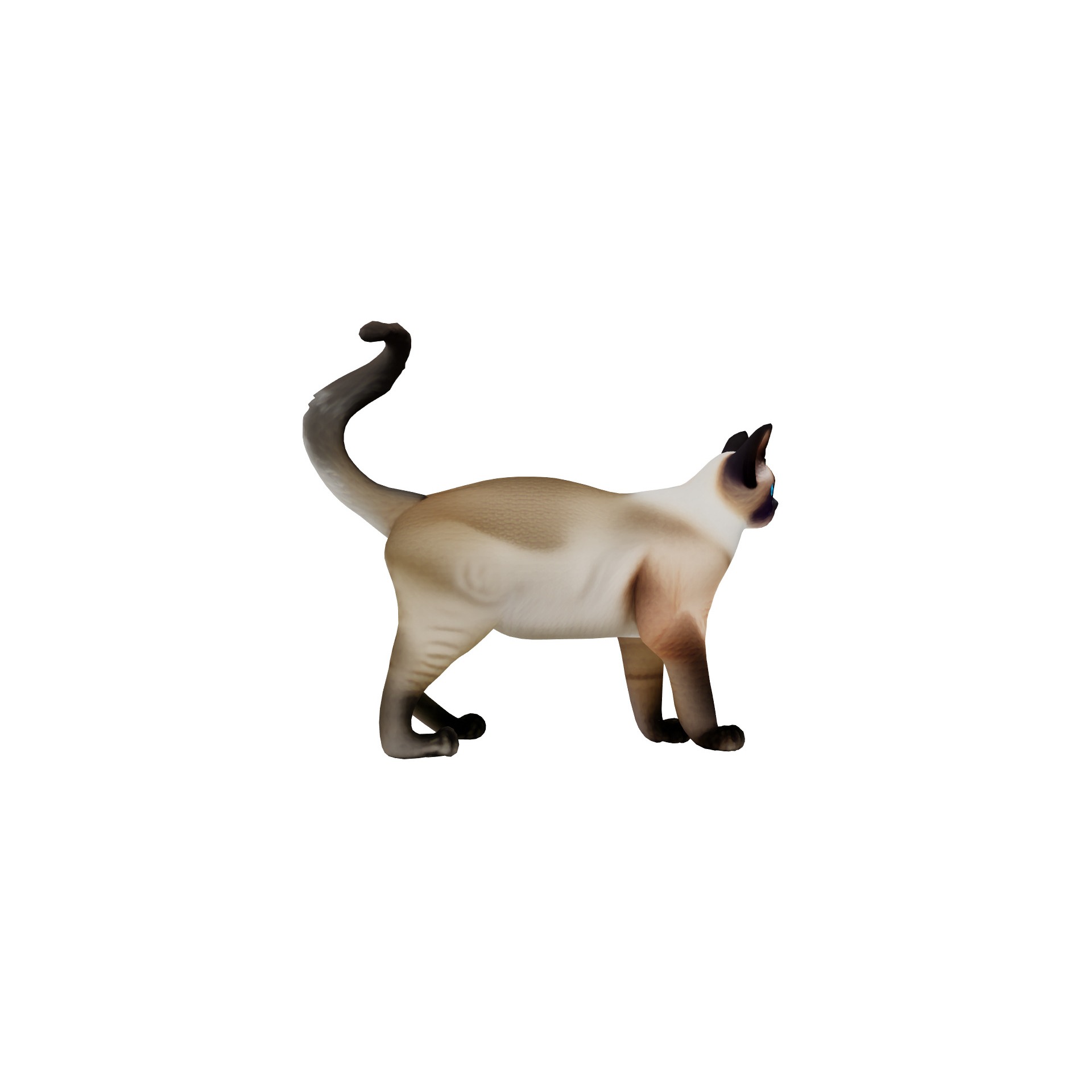 Realistic standing siamese cat with vivid blue eyes Free 3D model 4