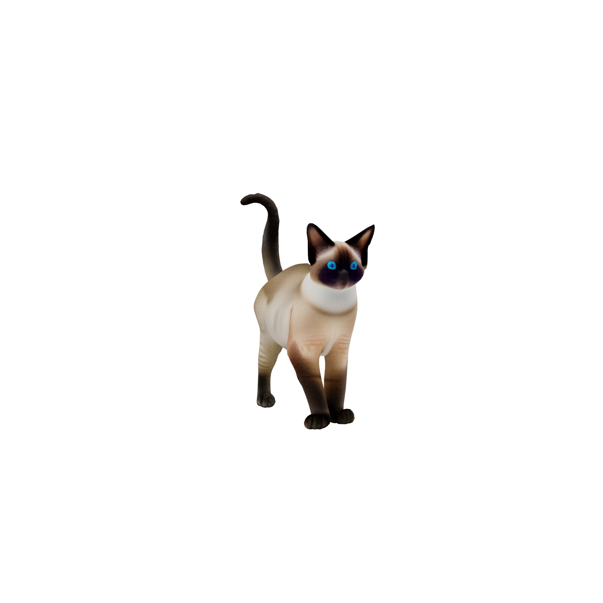 Realistic standing siamese cat with vivid blue eyes Free 3D model 8