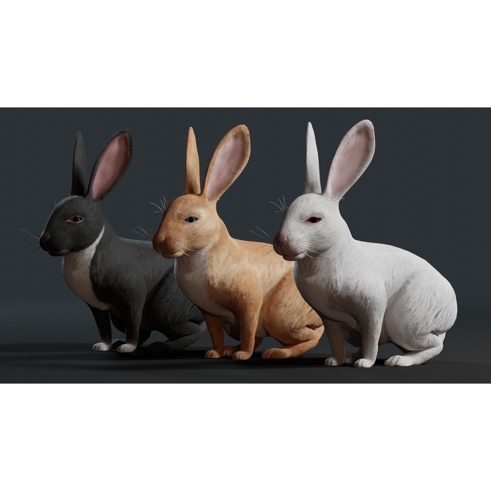 Reallistic Animated Rabbit Low-poly 3D model 2