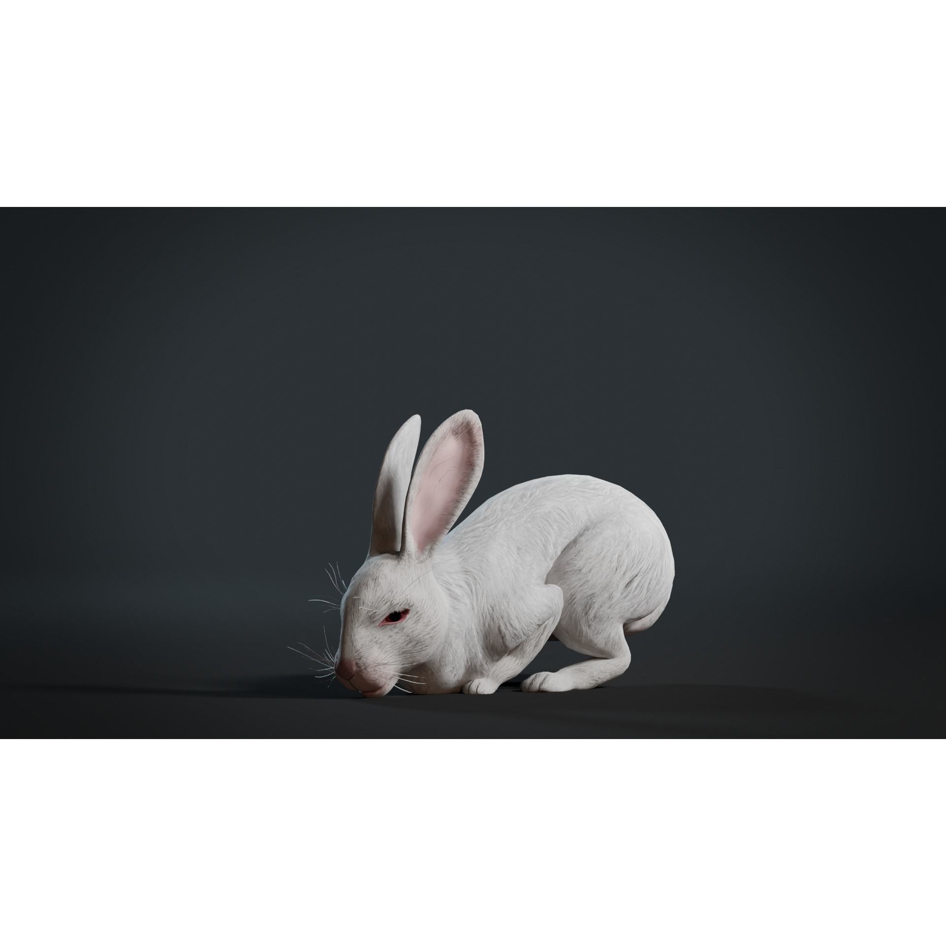 Reallistic Animated Rabbit Low-poly 3D model 5