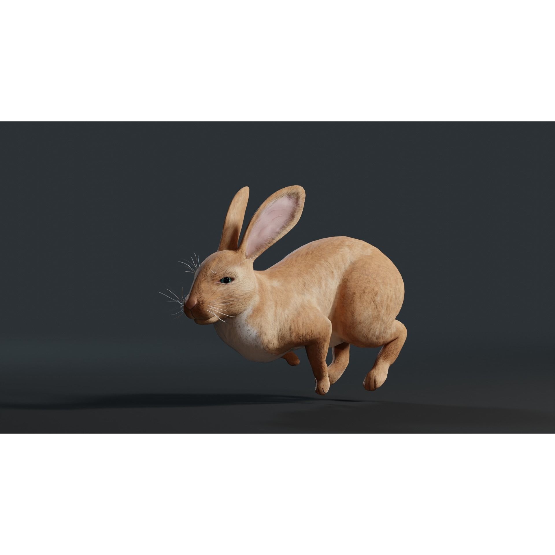 Reallistic Animated Rabbit Low-poly 3D model 7