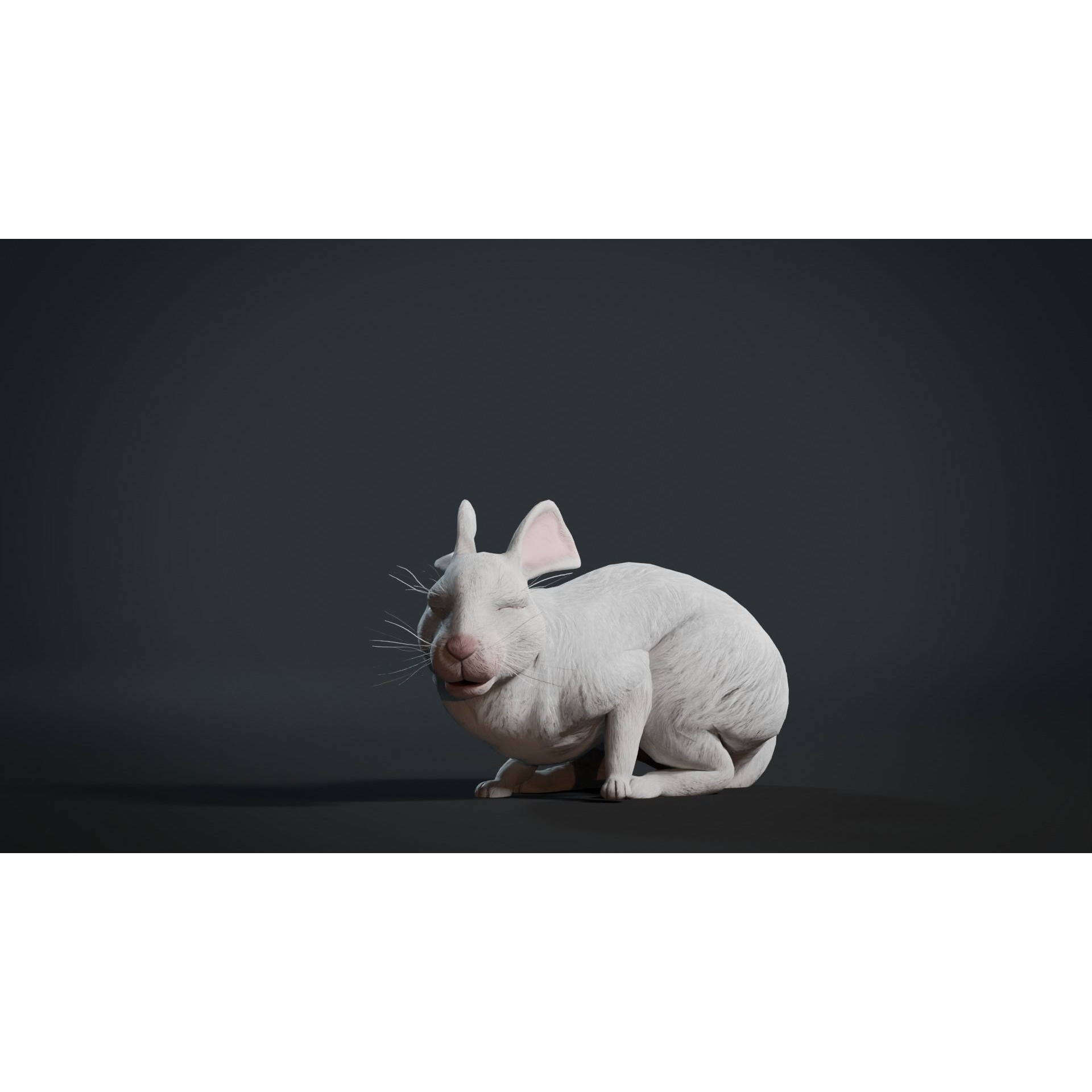 Reallistic Animated Rabbit Low-poly 3D model 8