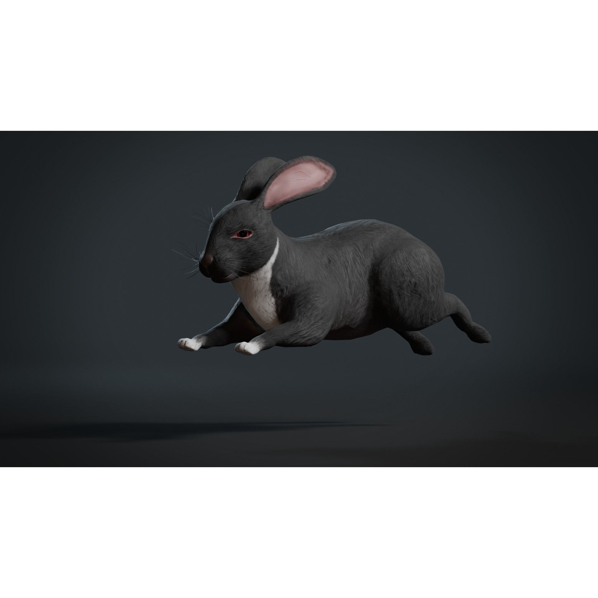 Reallistic Animated Rabbit Low-poly 3D model 9