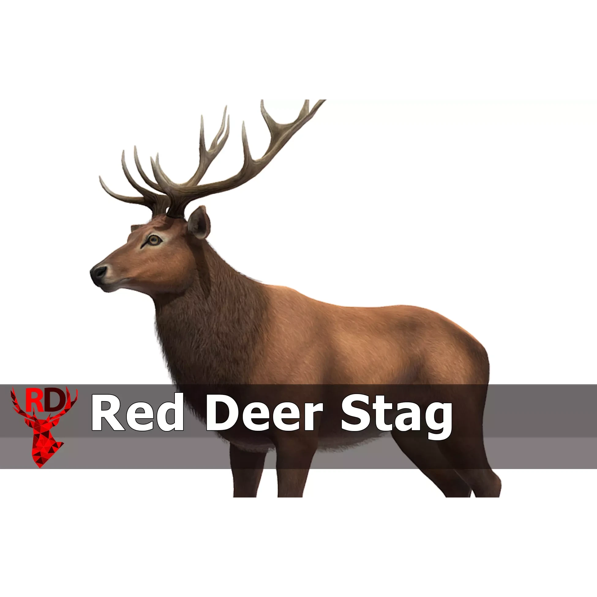 Red Deer stag Low-poly 3D model