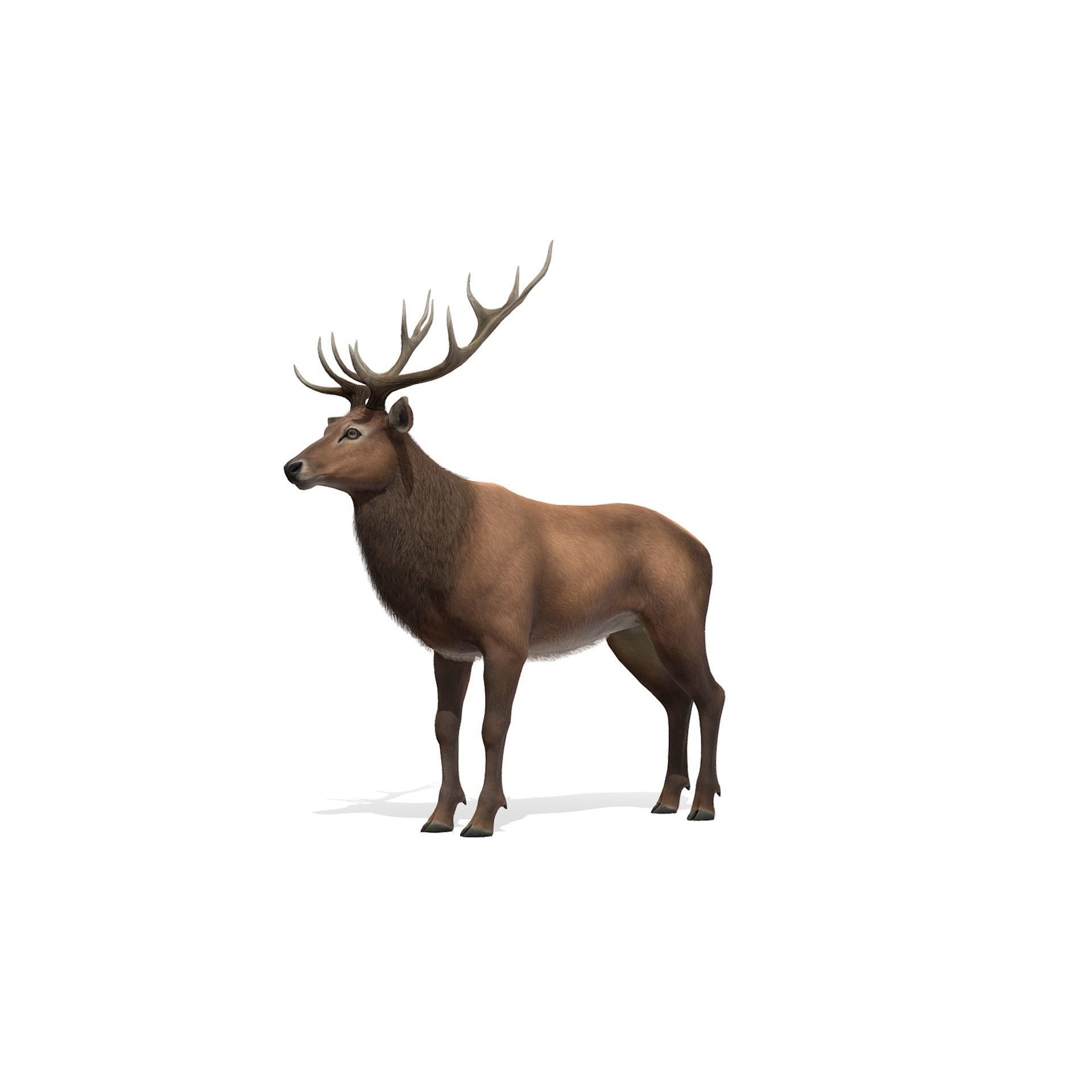 Red Deer stag Low-poly 3D model 2